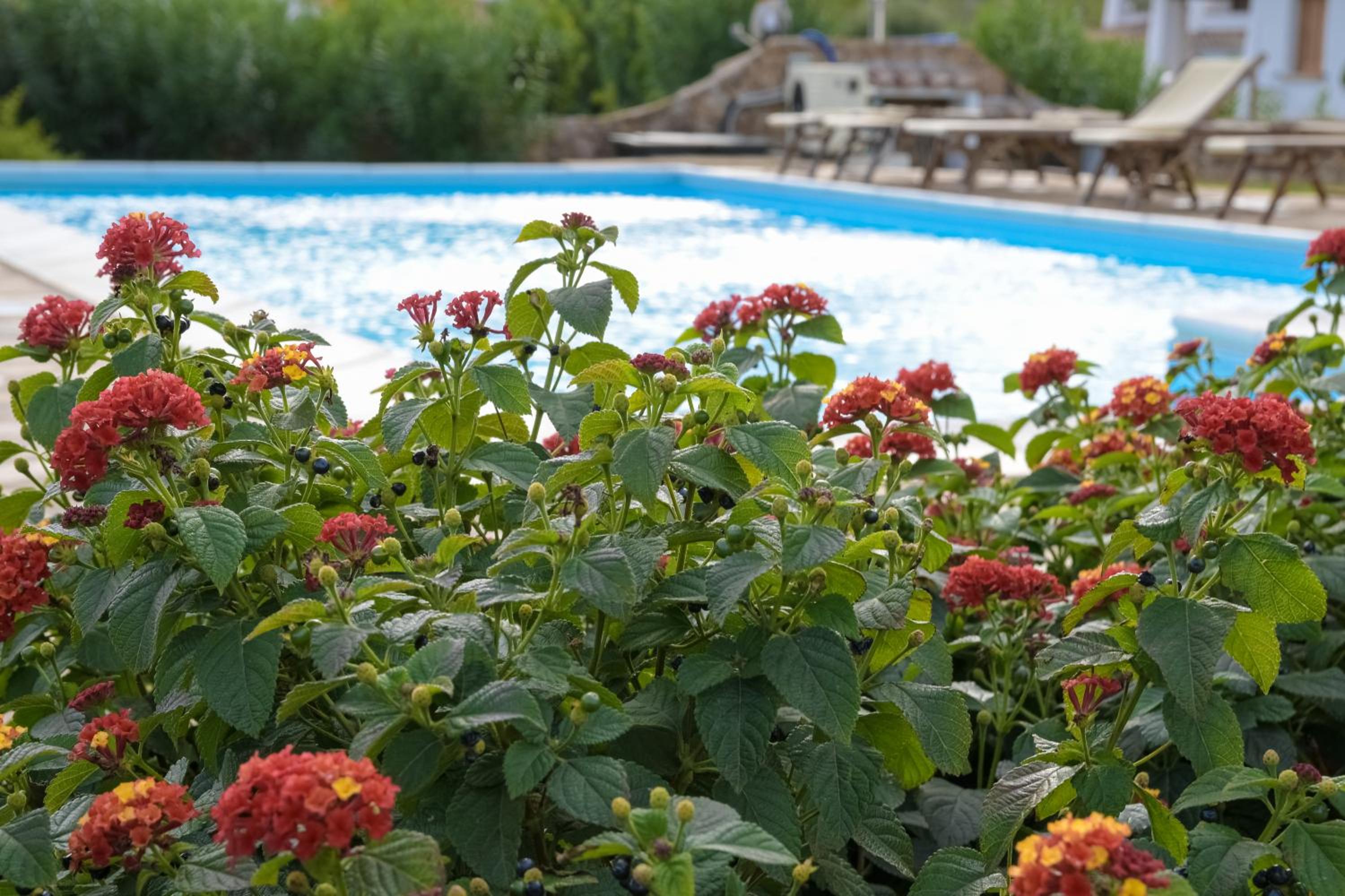 Capannizza Villas photo 5