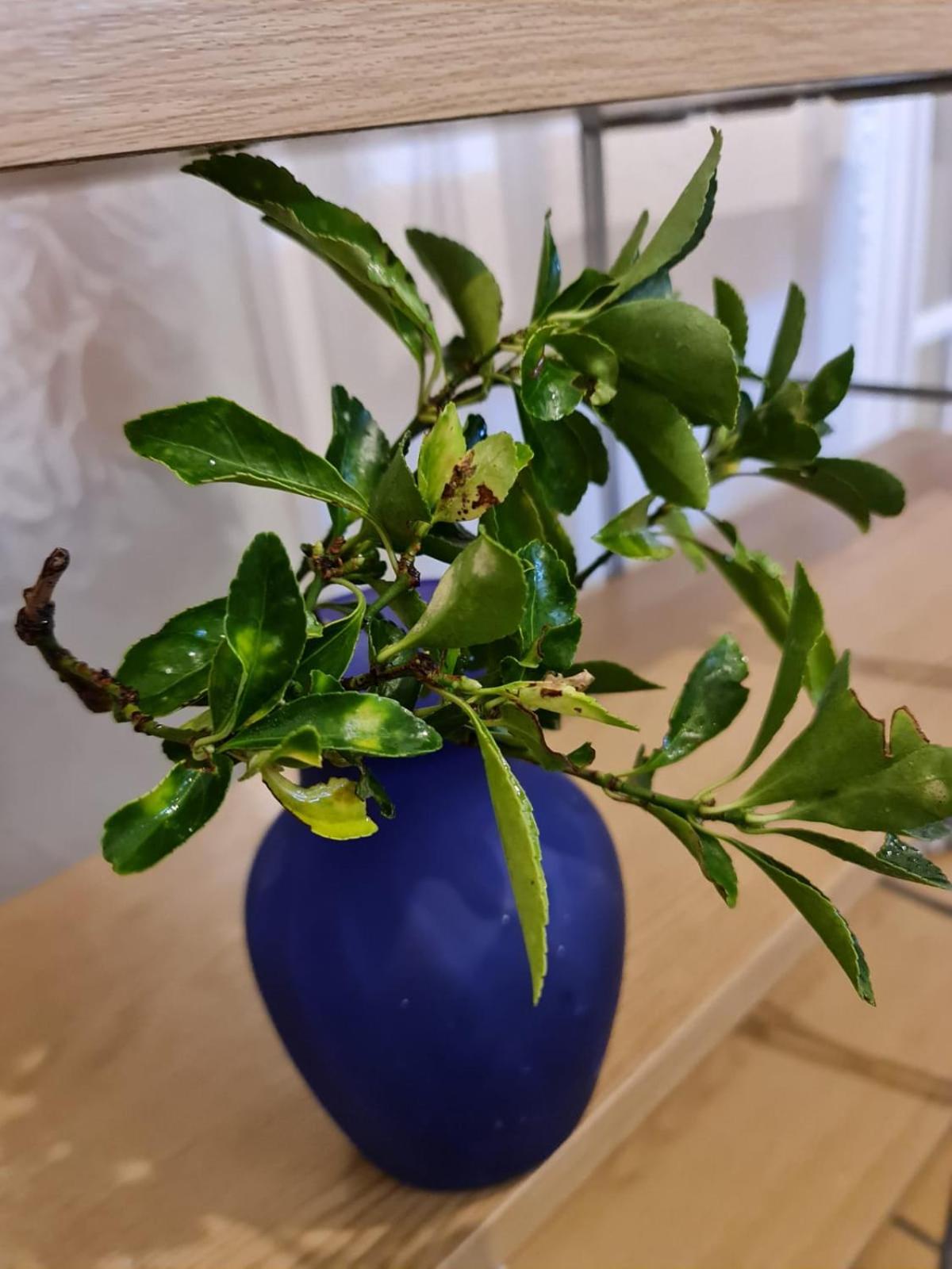 Photo 37