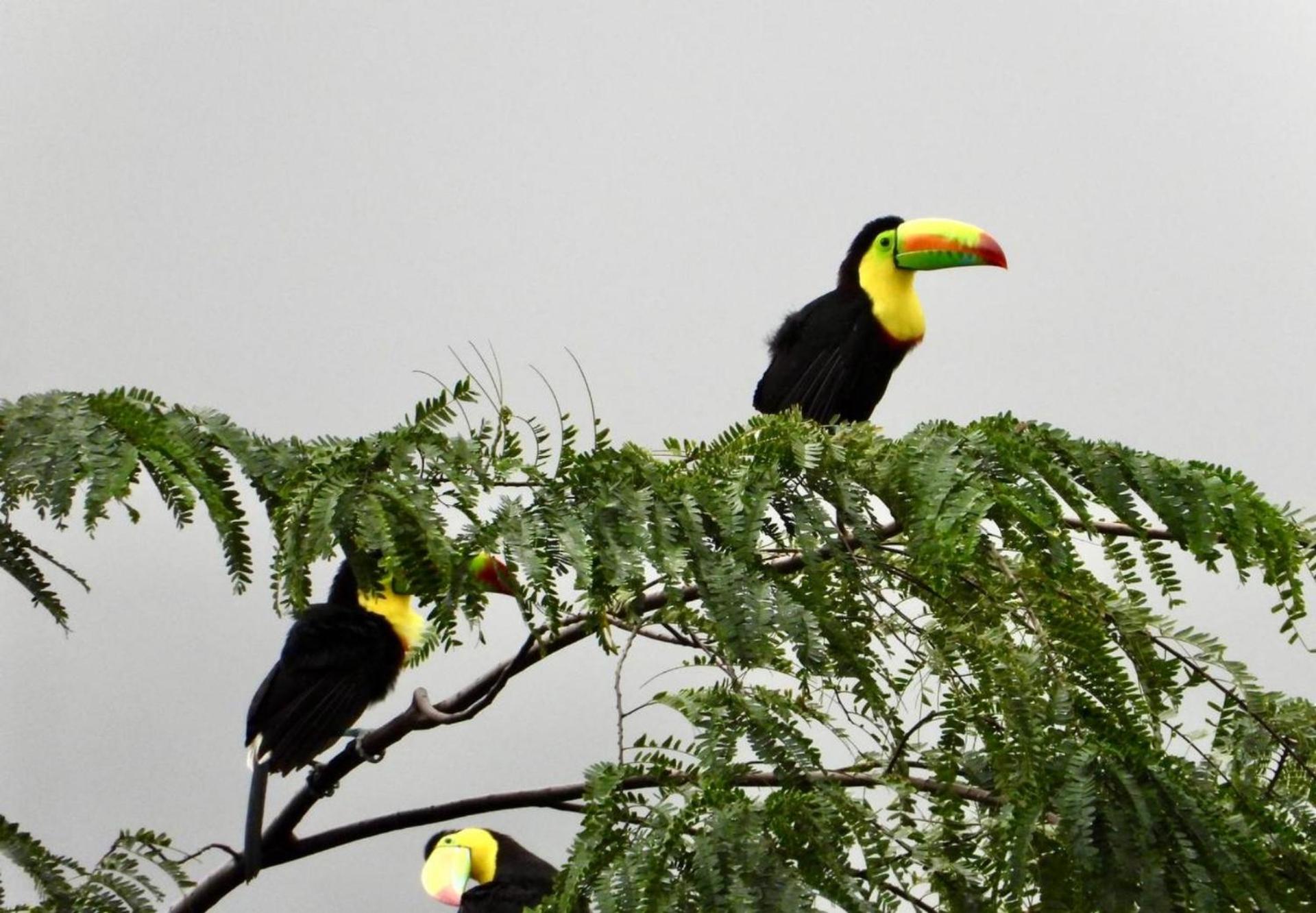 The Valley Tayrona hostel- A social jungle hostel