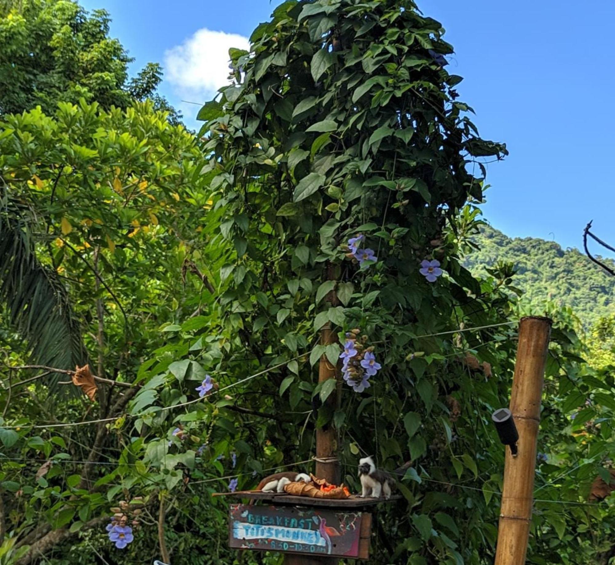 The Valley Tayrona hostel- A social jungle hostel