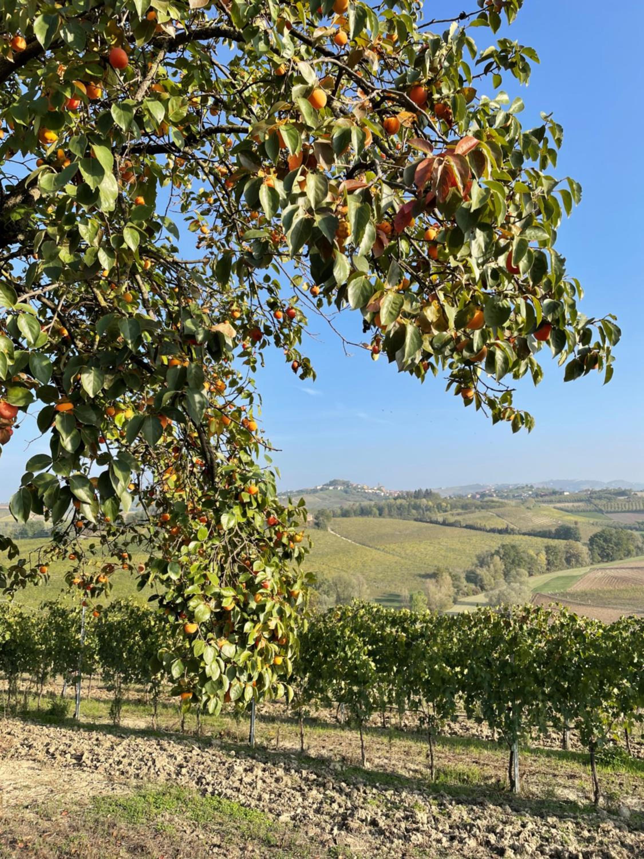Locazione turistica Cascina Pela view 5