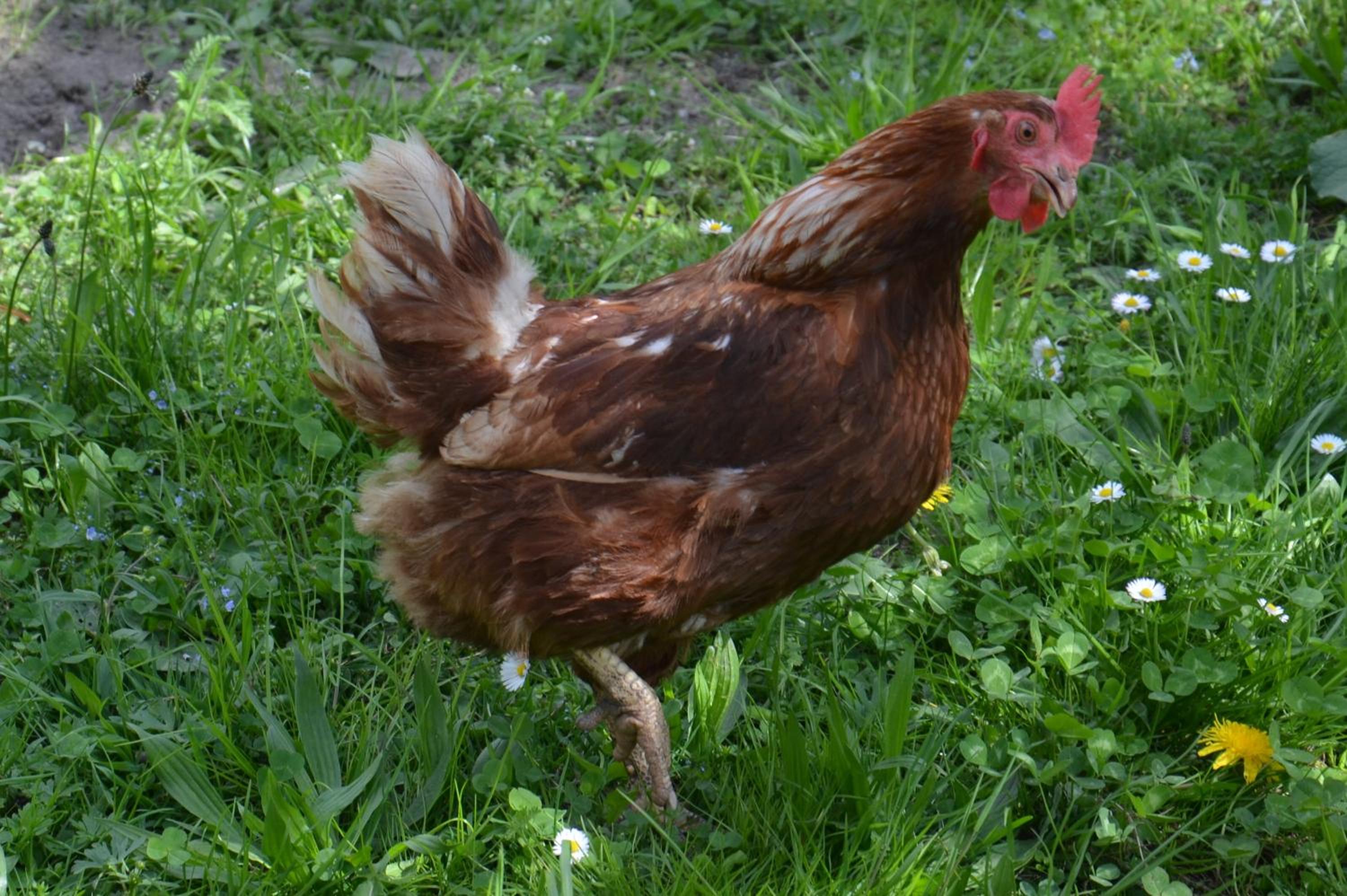Scheibenhof