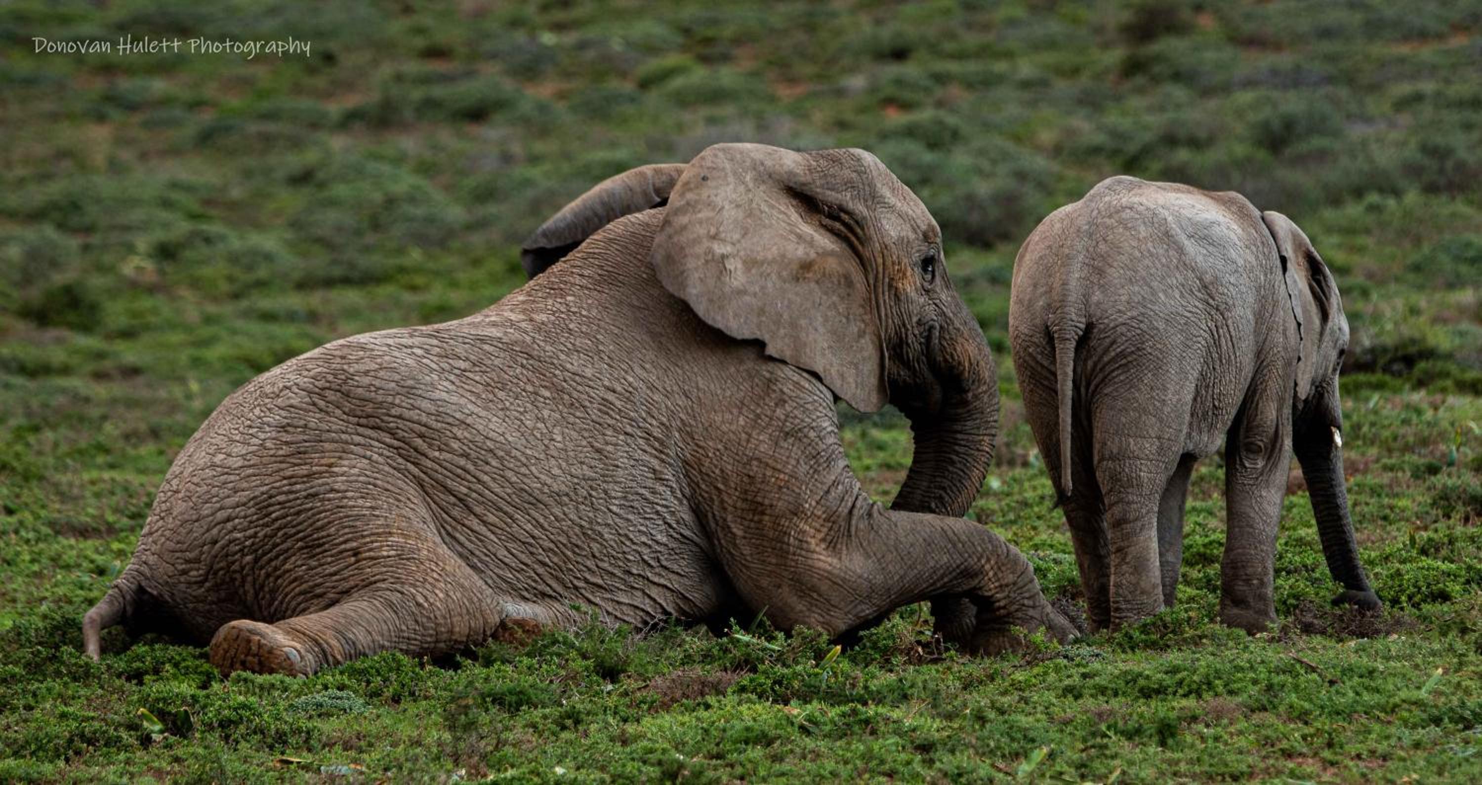 Woodbury Tented Camp – Amakhala Game Reserve