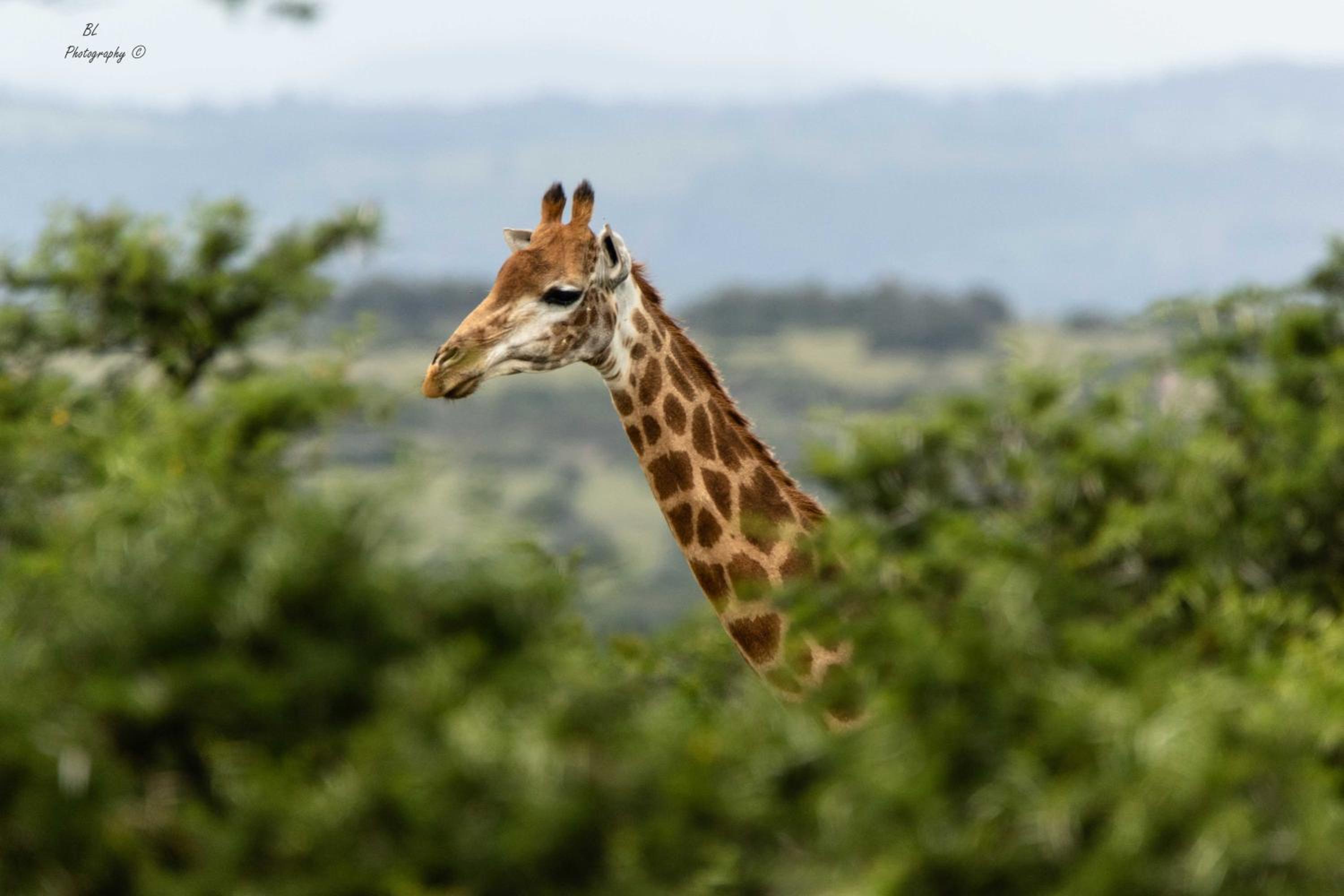 Woodbury Tented Camp – Amakhala Game Reserve