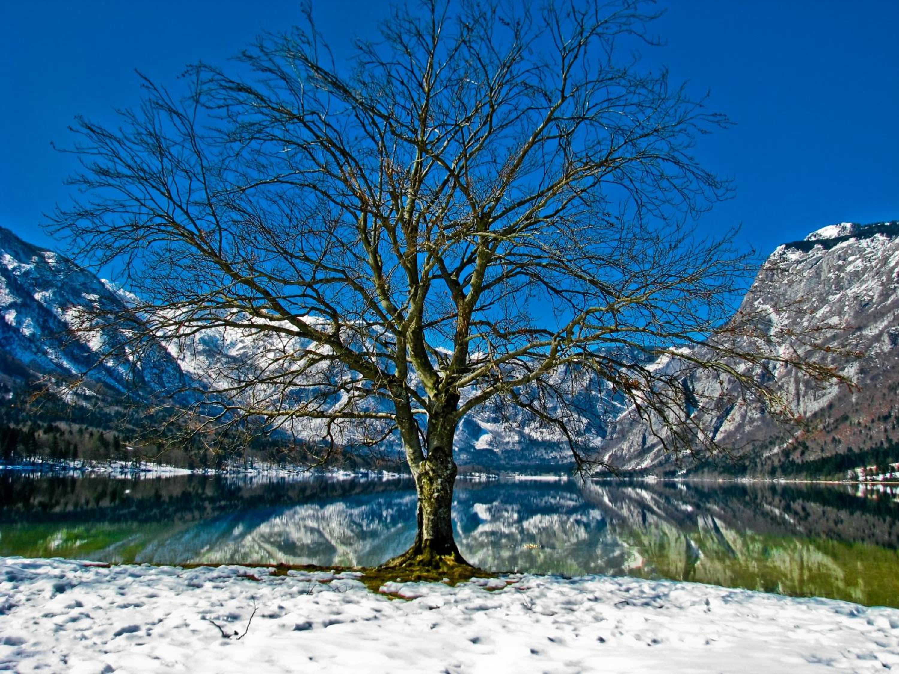 Apartments Lake Bohinj