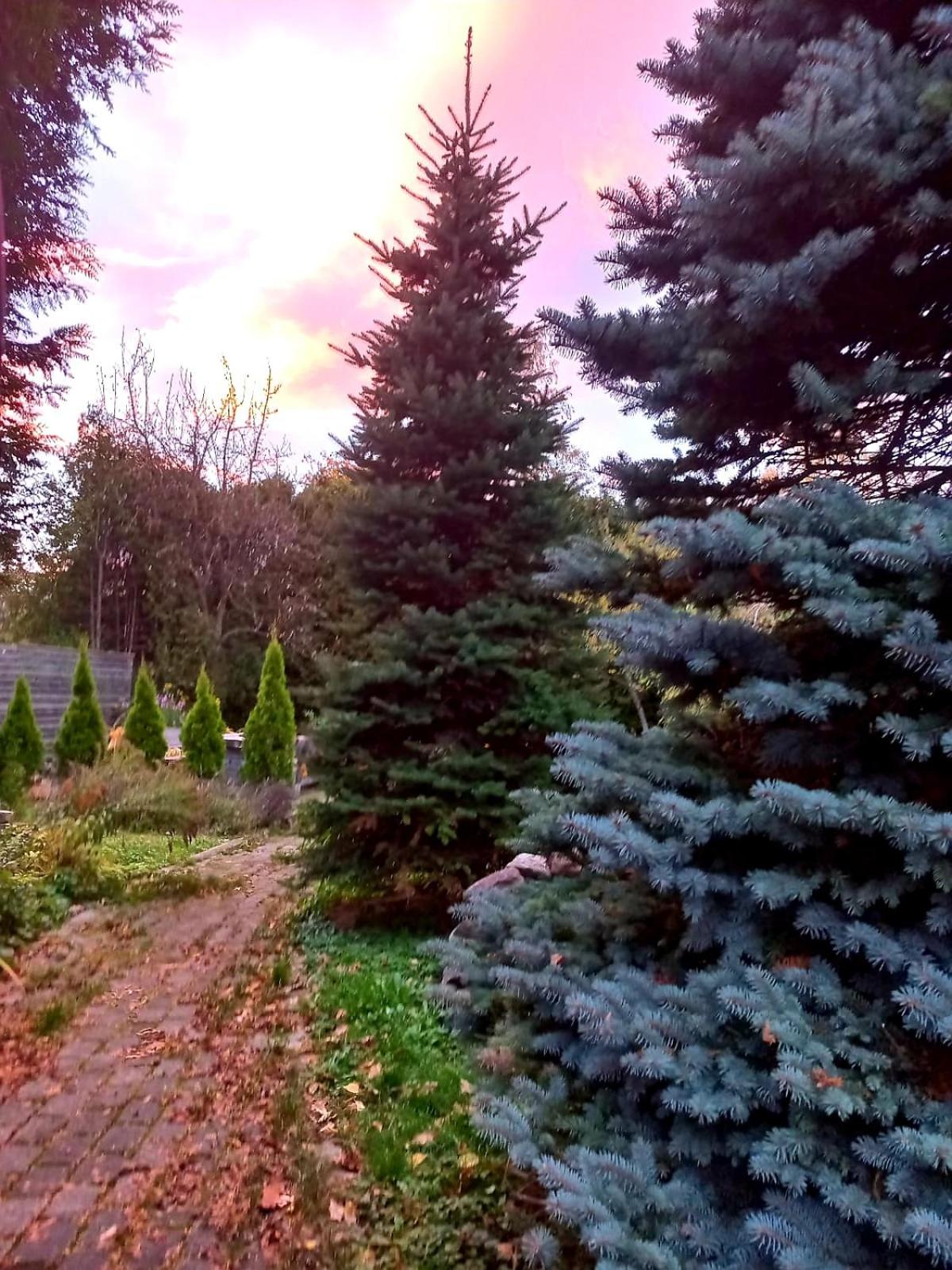 Photo 51