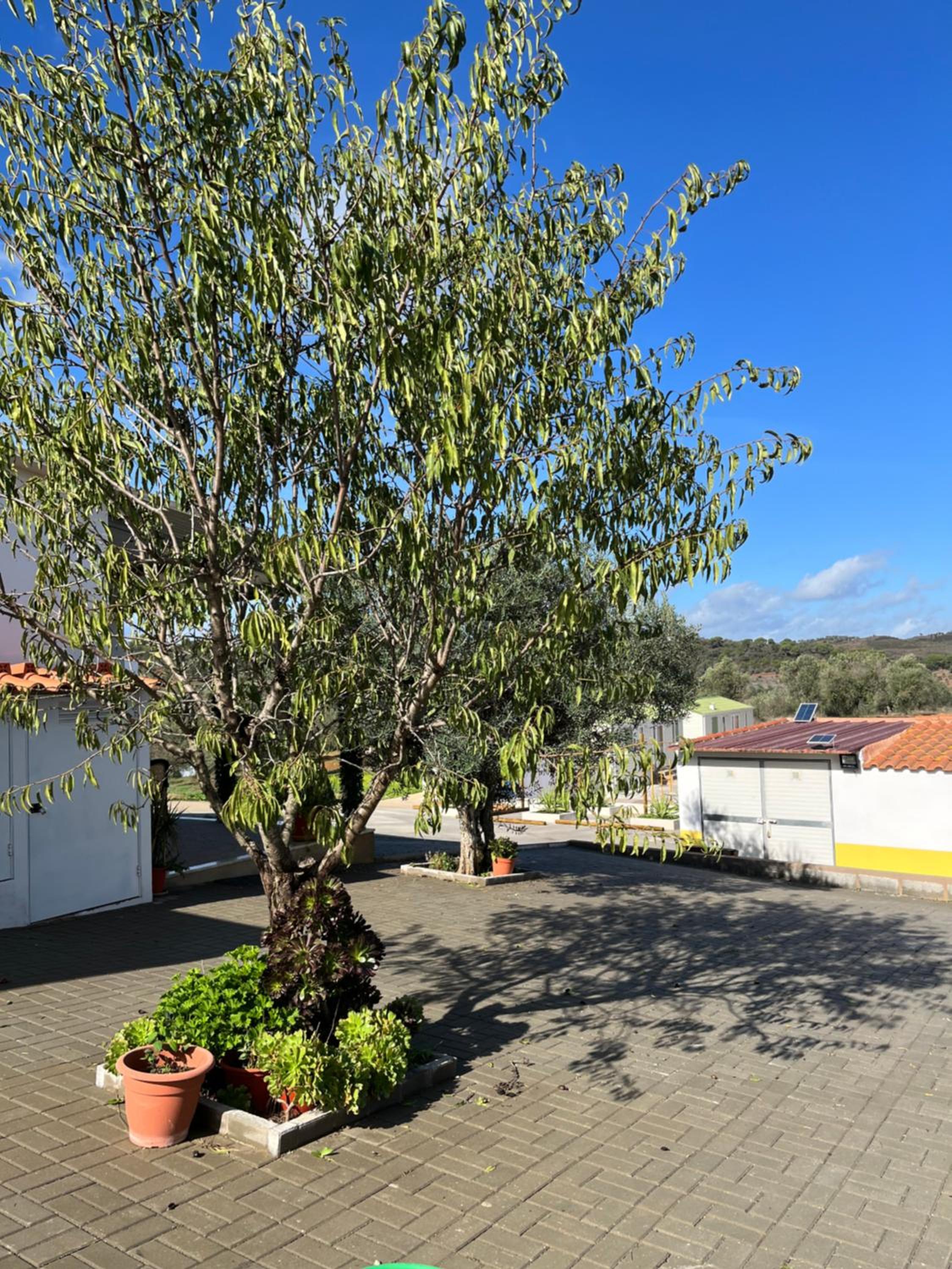 Hospedaria O Castelo view 5