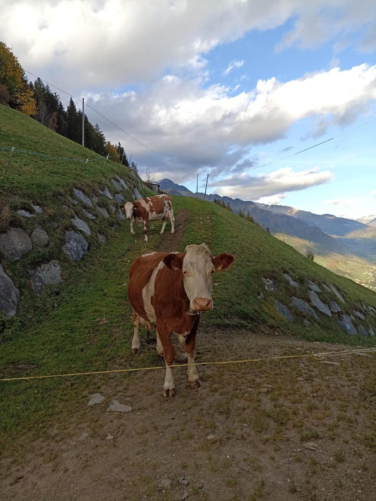 Ortnerhof