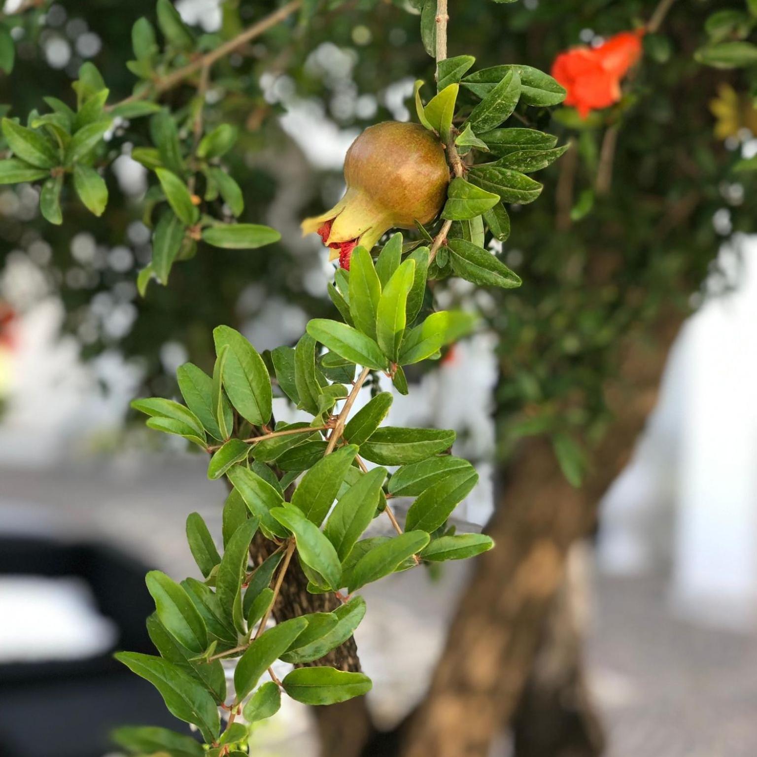 Il Melograno chic&nature