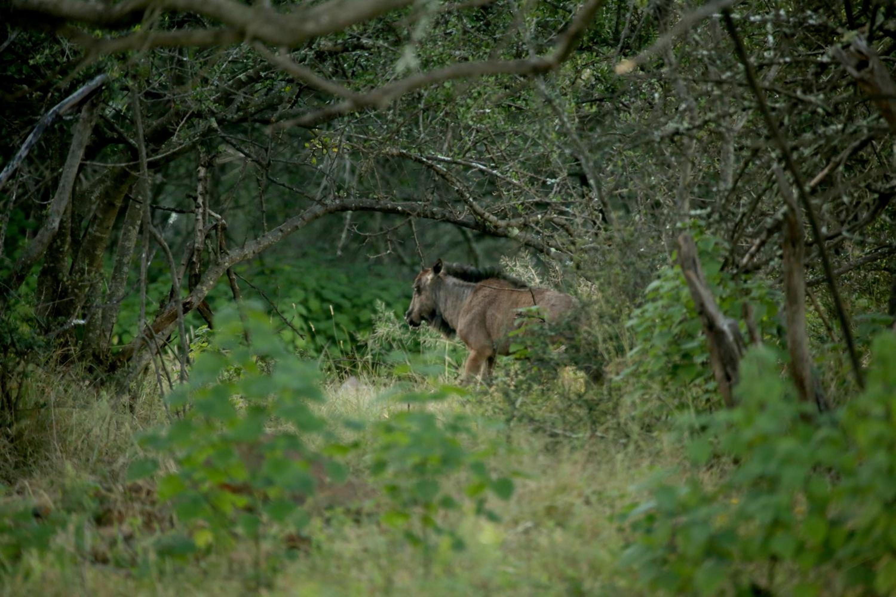 Photo 42