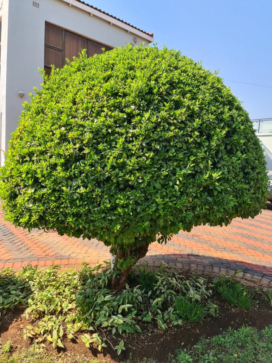 Photo 17