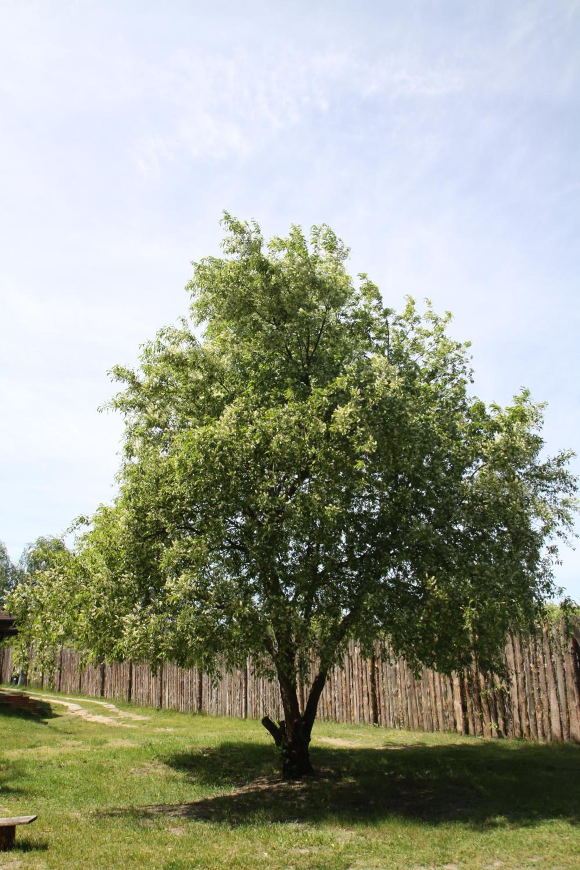 Photo 41