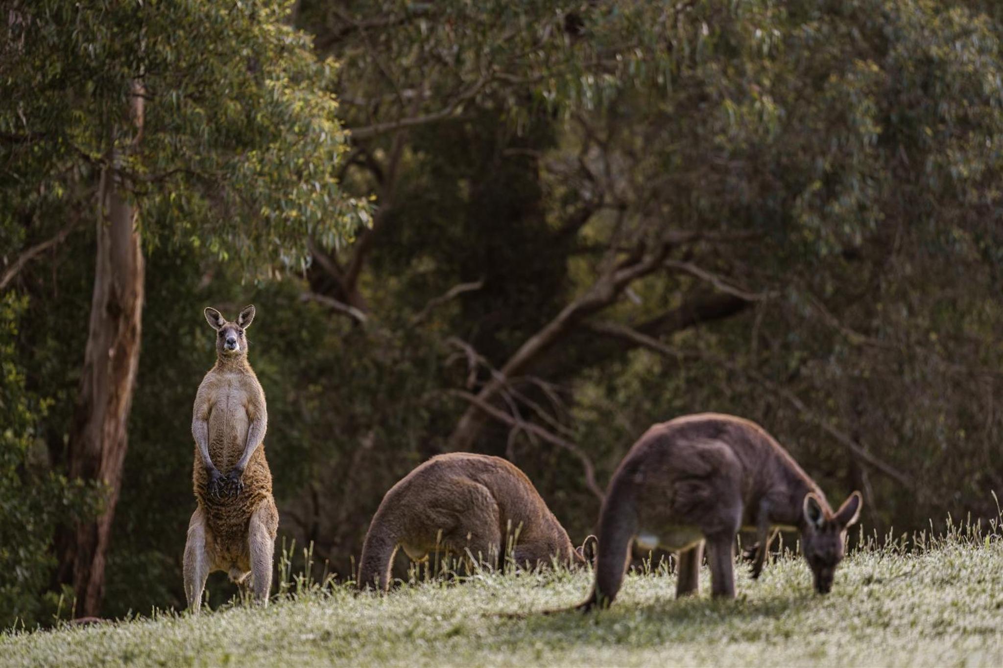 Kangaroo Manor