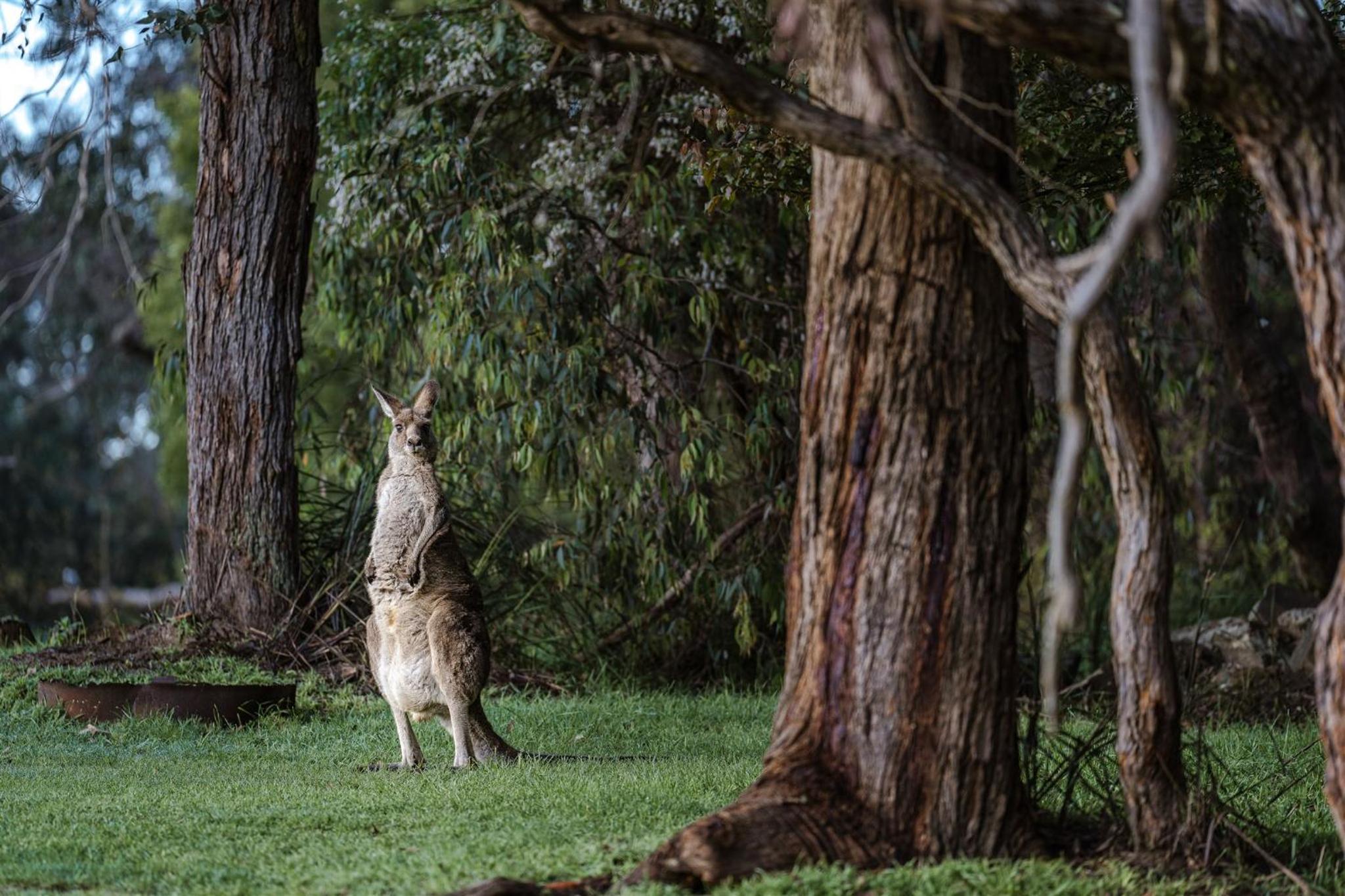 Kangaroo Manor