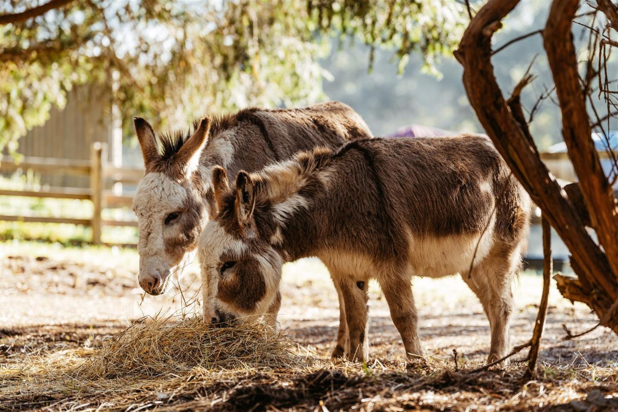 Kangaroo Manor