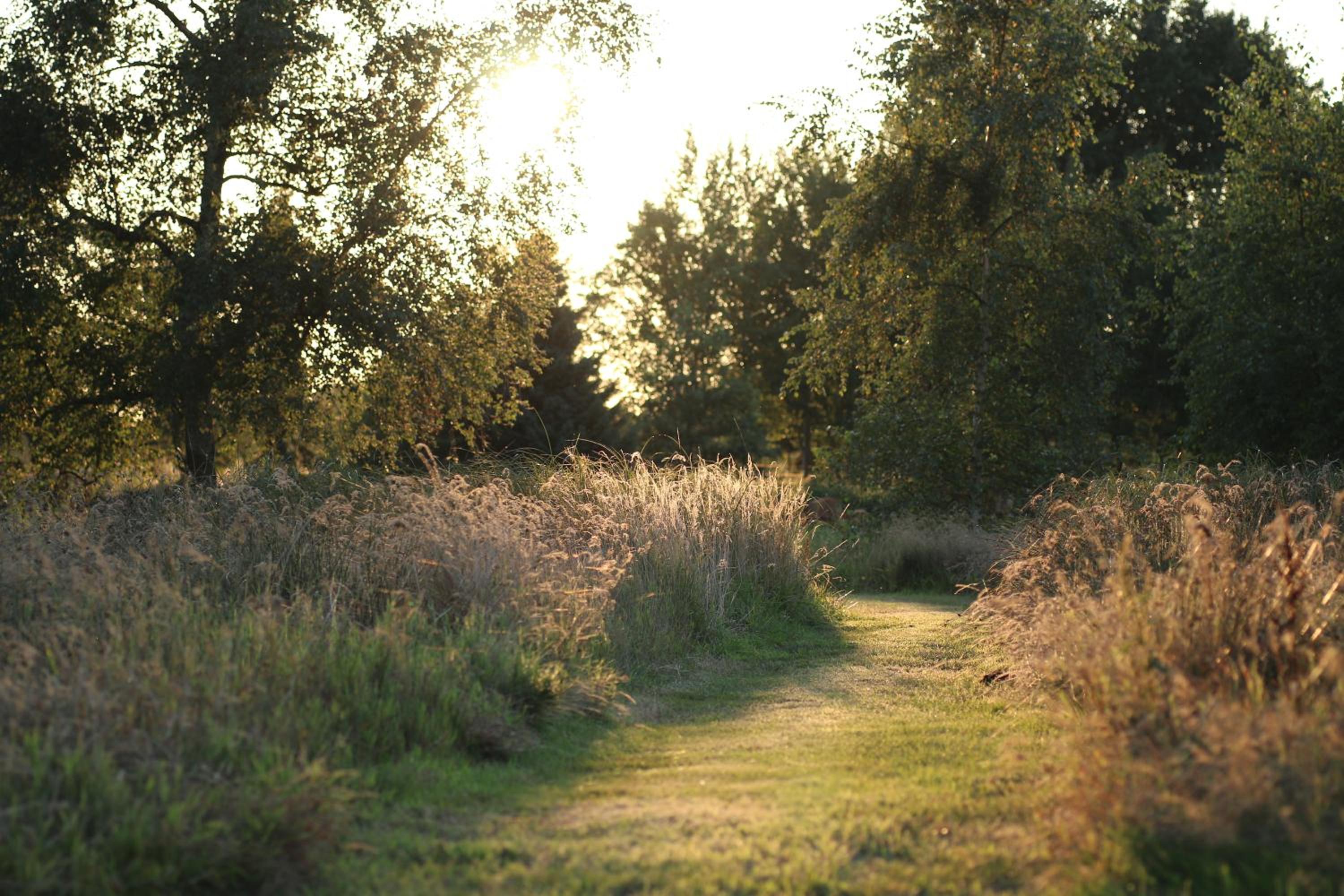 Buntes Moor