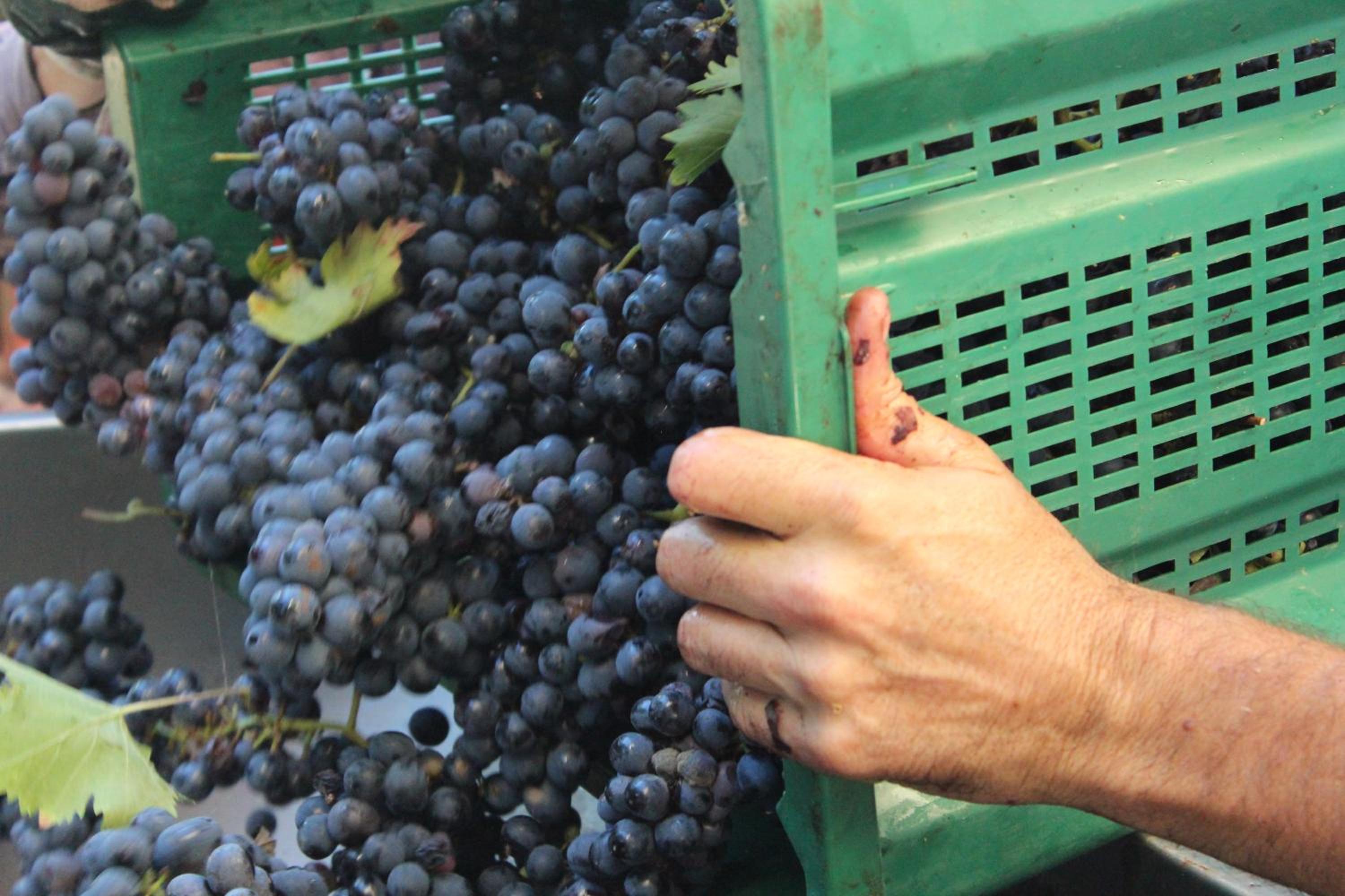 La Cantina Relais - Fattoria Il Cipresso