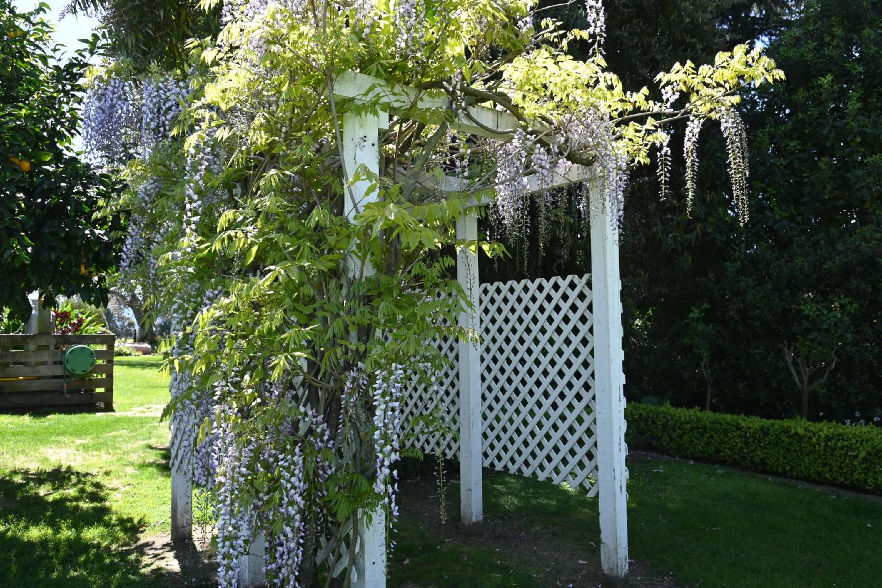 St Leonards Vineyard Cottages - Image 2