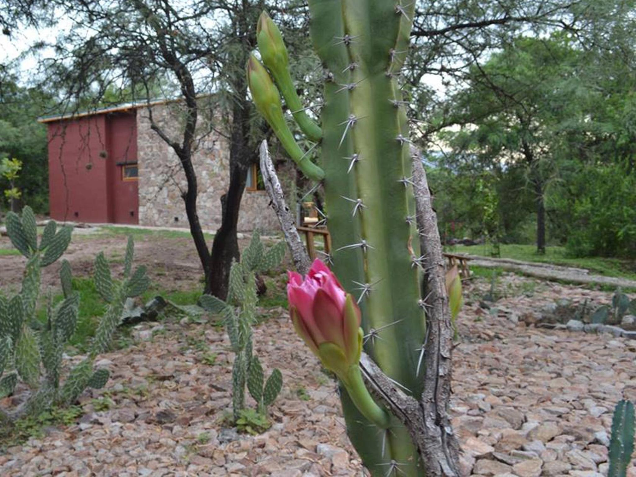 Magenta Complejo Cabañas & Spa