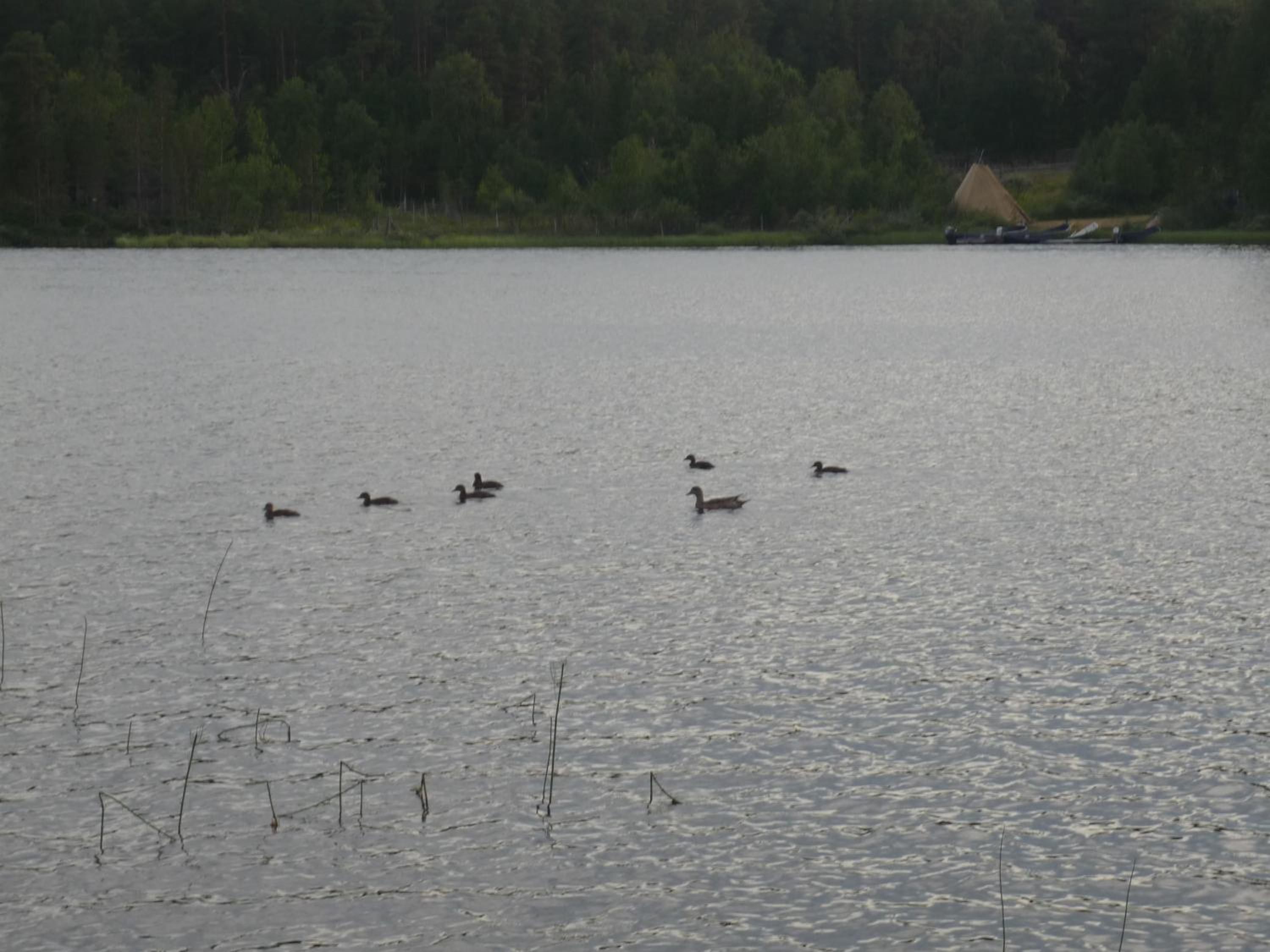 Lemmenjoen Lumo - Nature Experience & Accommodation