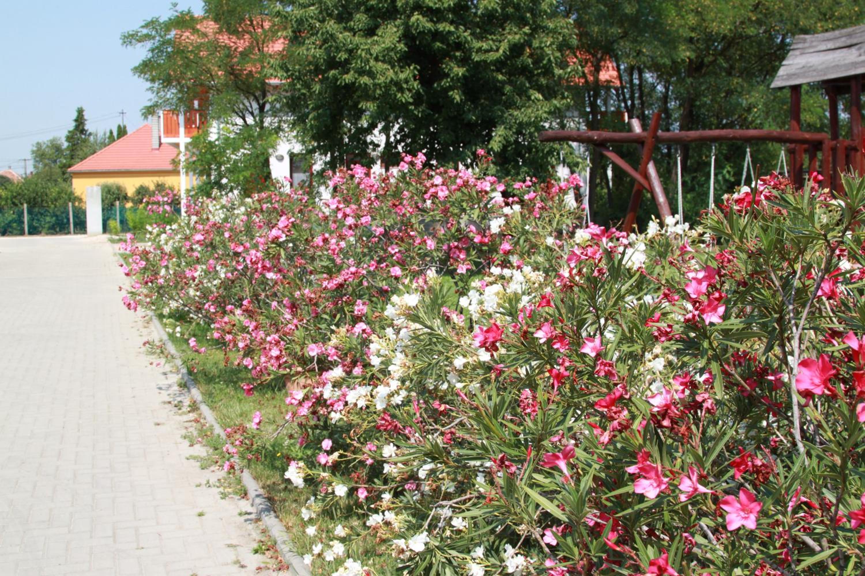 Photo 43