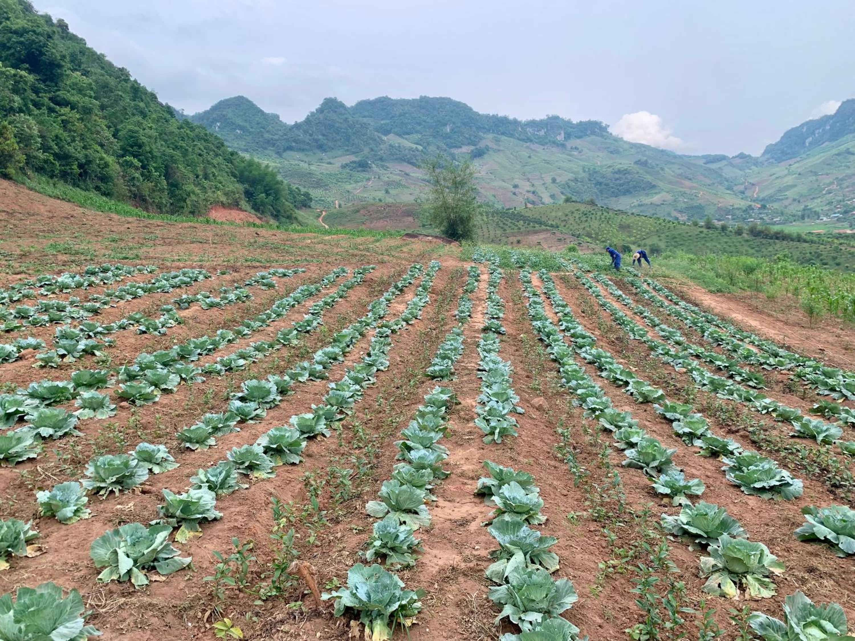 Mường sang farmstay