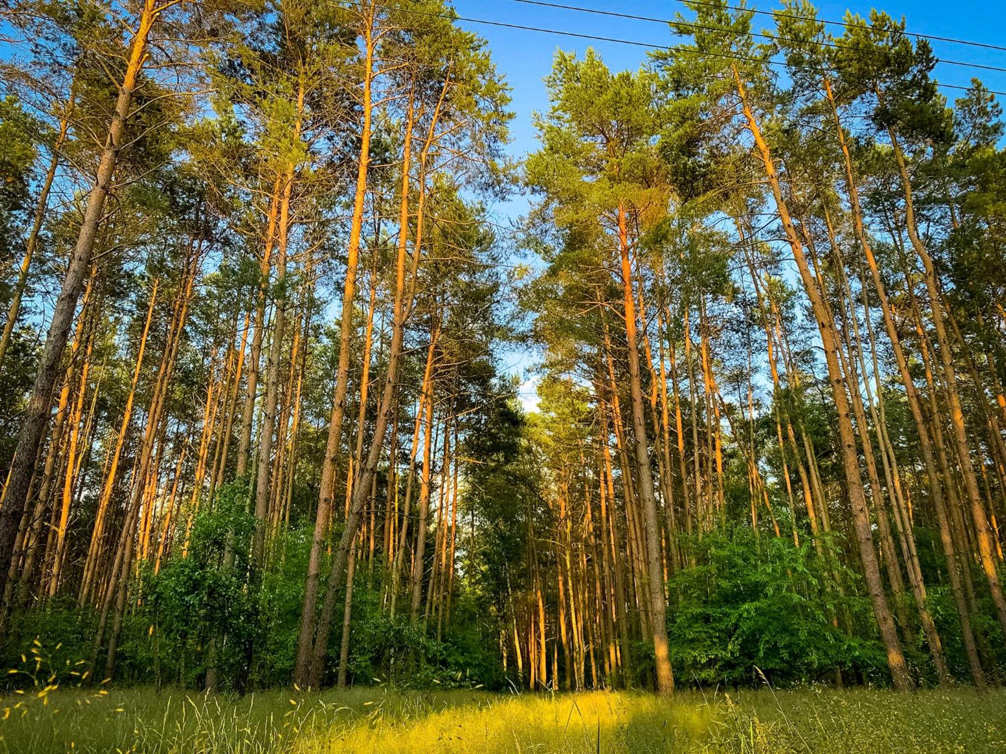 Photo 100
