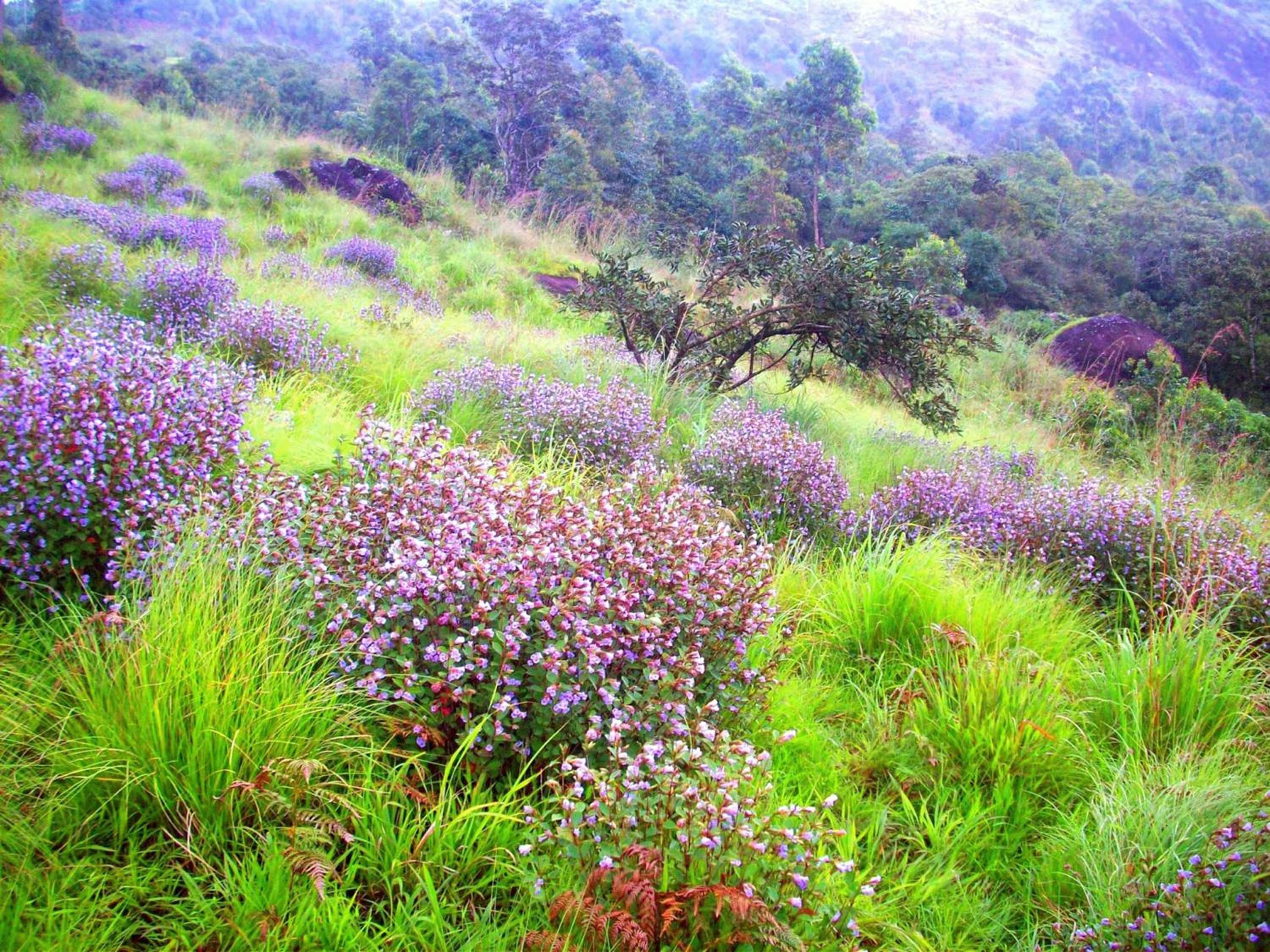 Elysium Garden