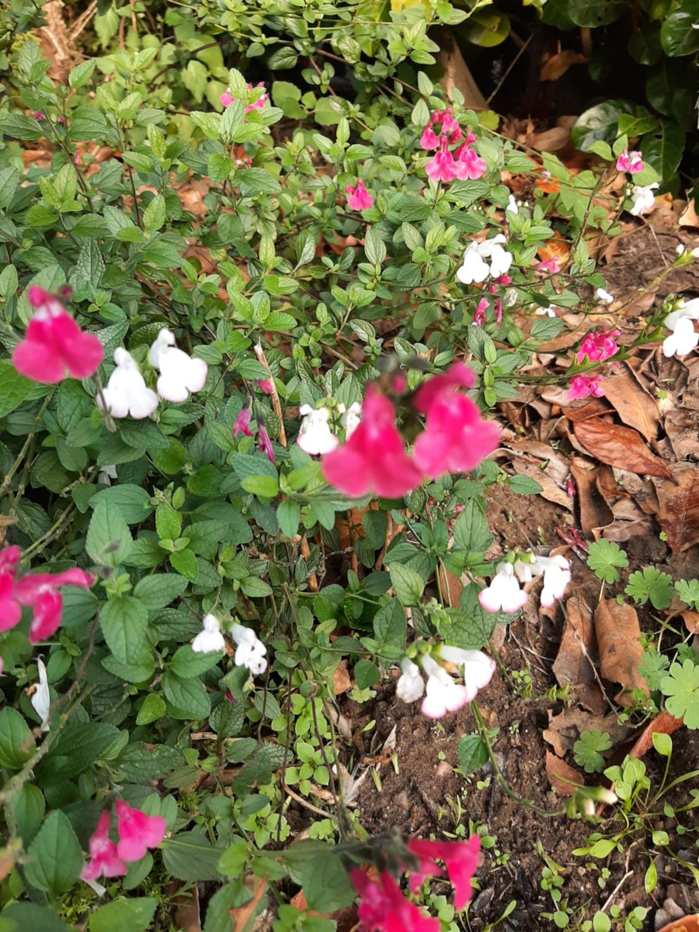 Photo 46