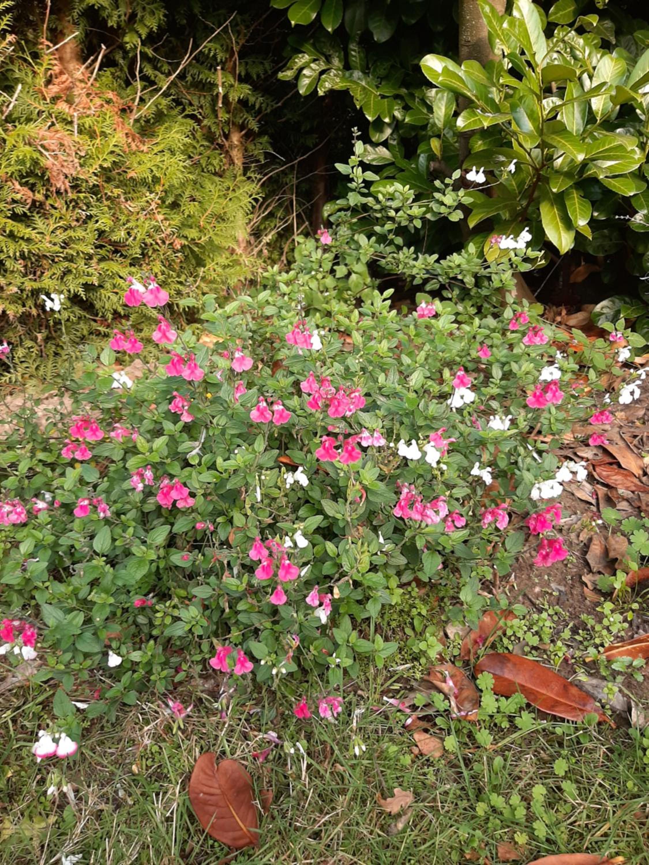 Photo 48