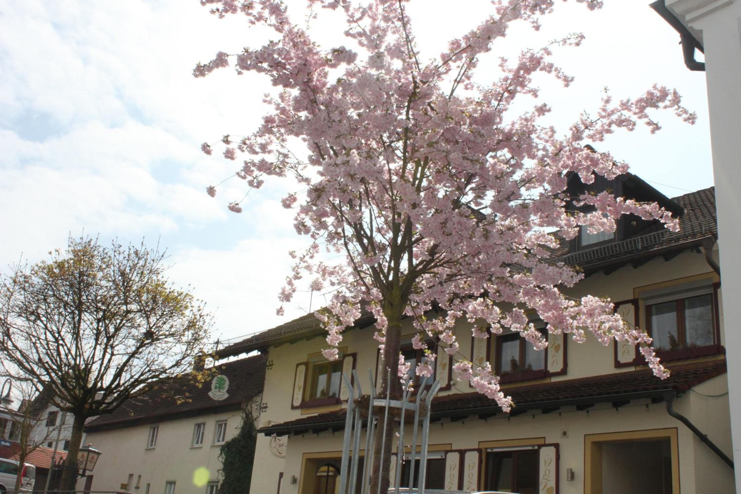 Gasthaus und Pension Zur Linde