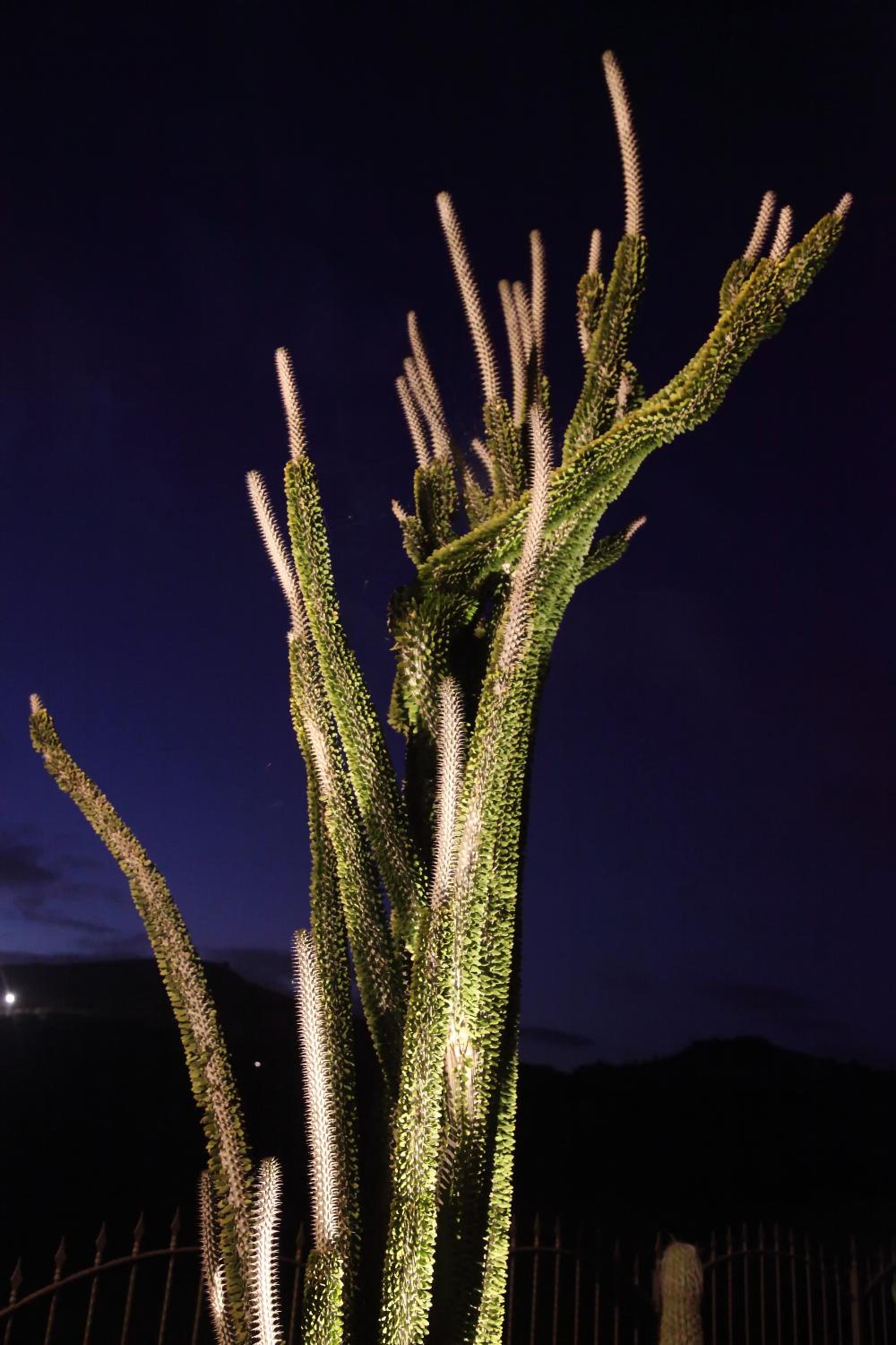 Garden Cactus