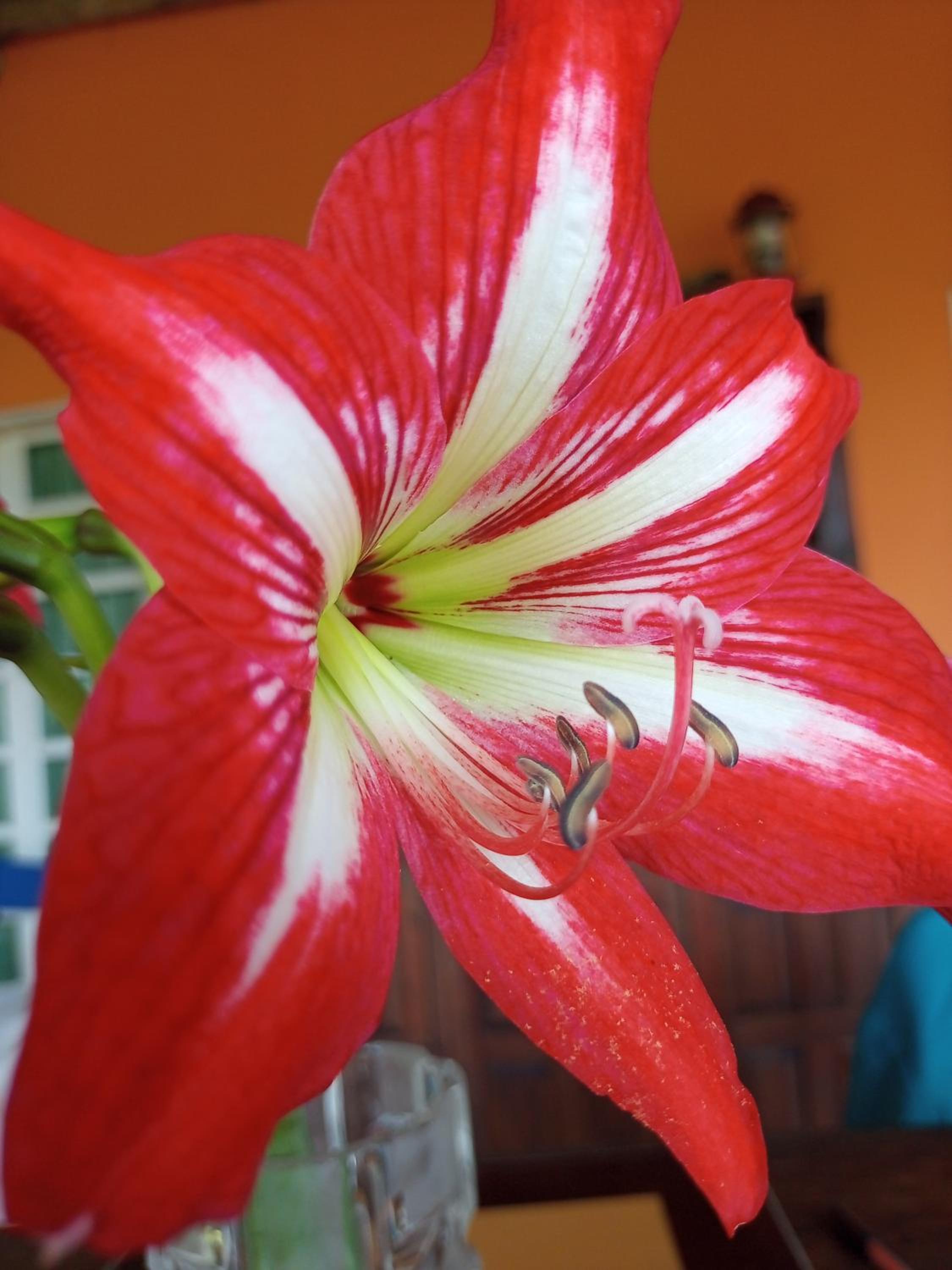 Eco-Cabanas Altozano Nimaima - Property Image 123