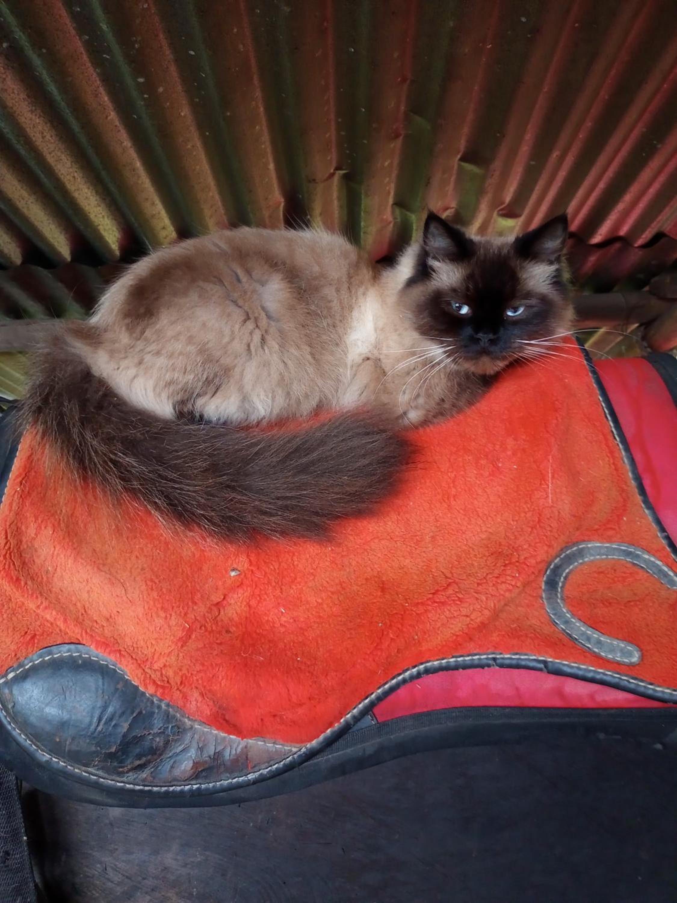 Eco-Cabanas Altozano Nimaima - Property Image 124