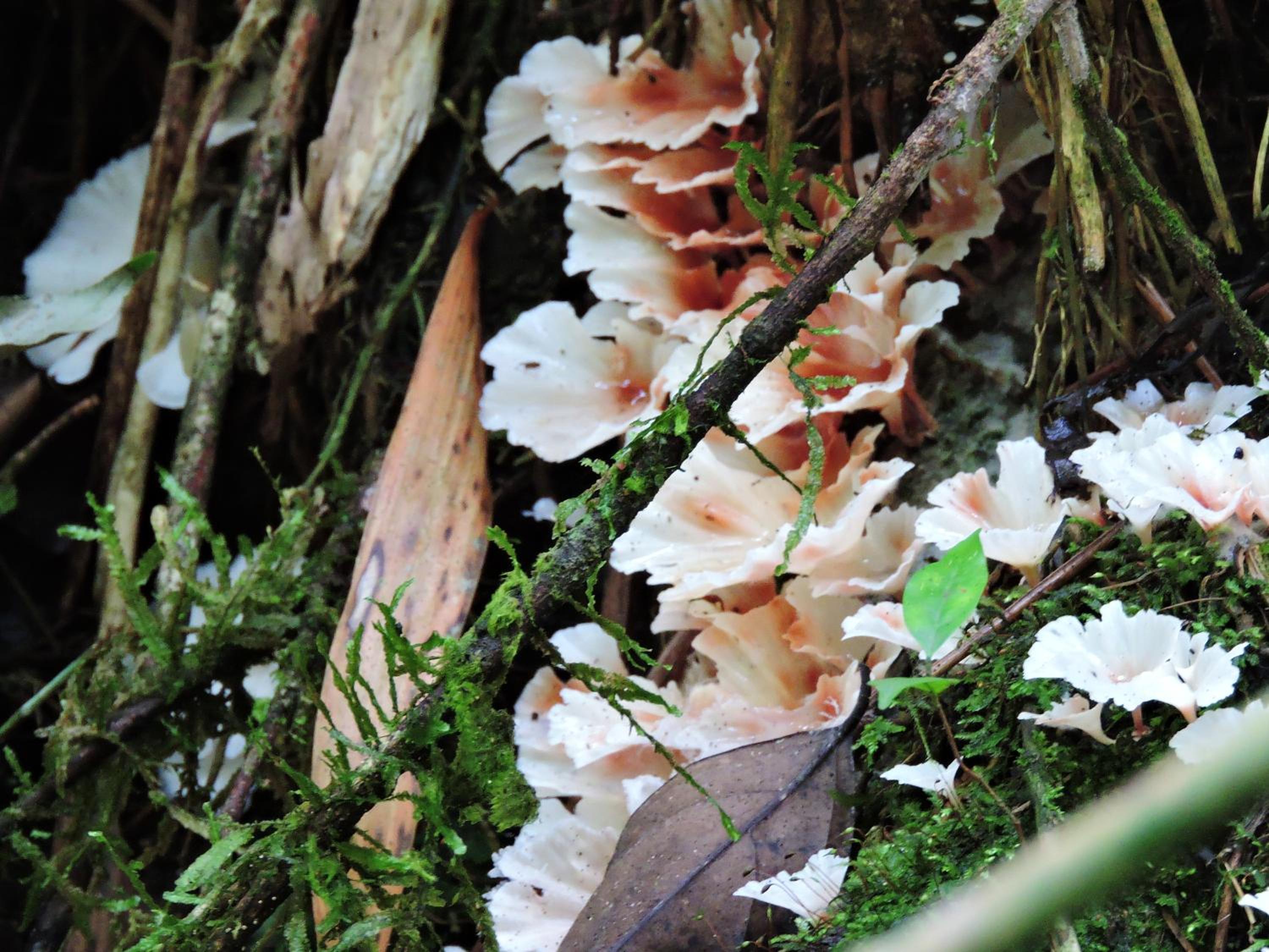 Eco-Cabanas Altozano Nimaima - Property Image 125