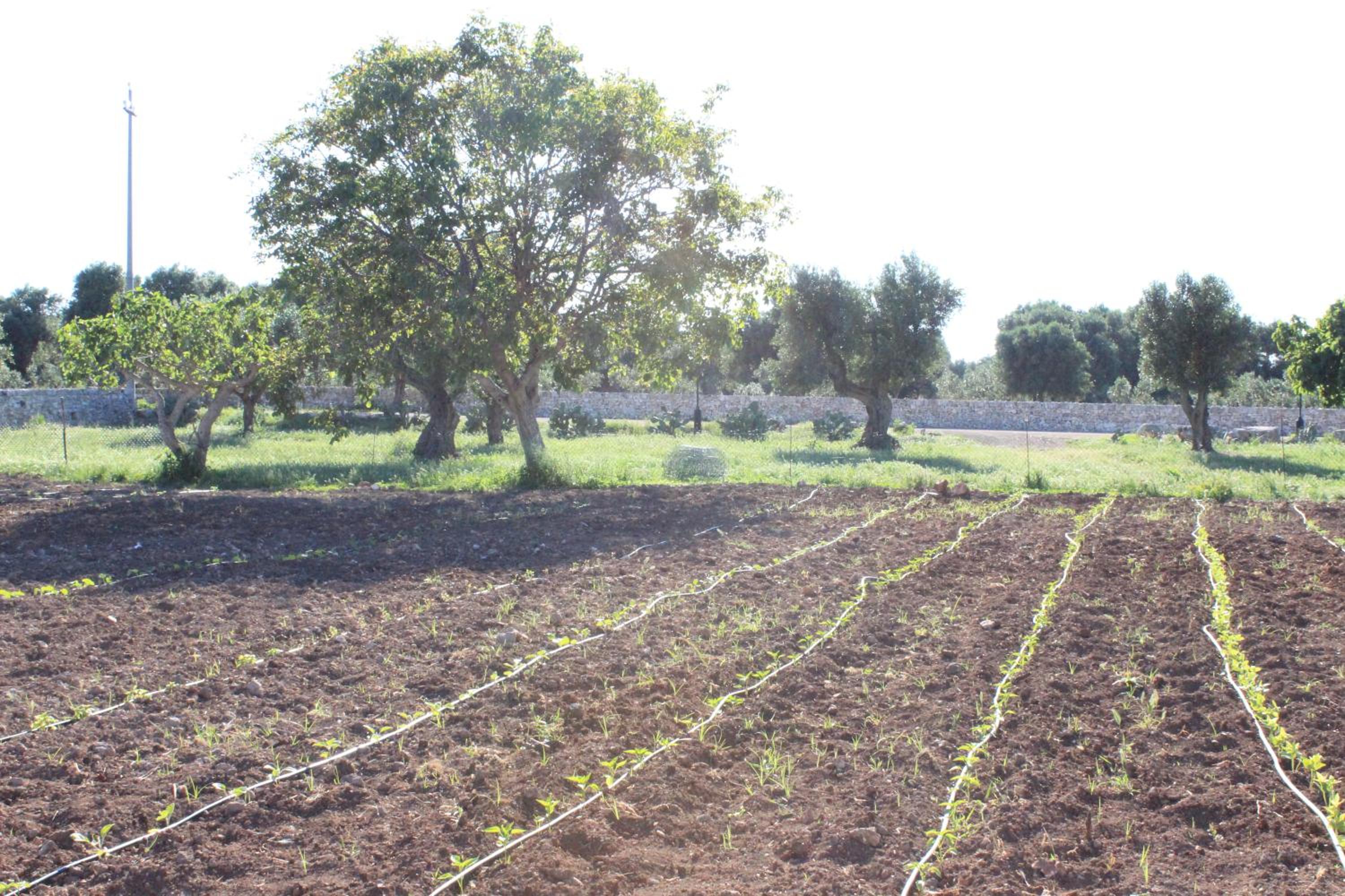 Masseria Valente