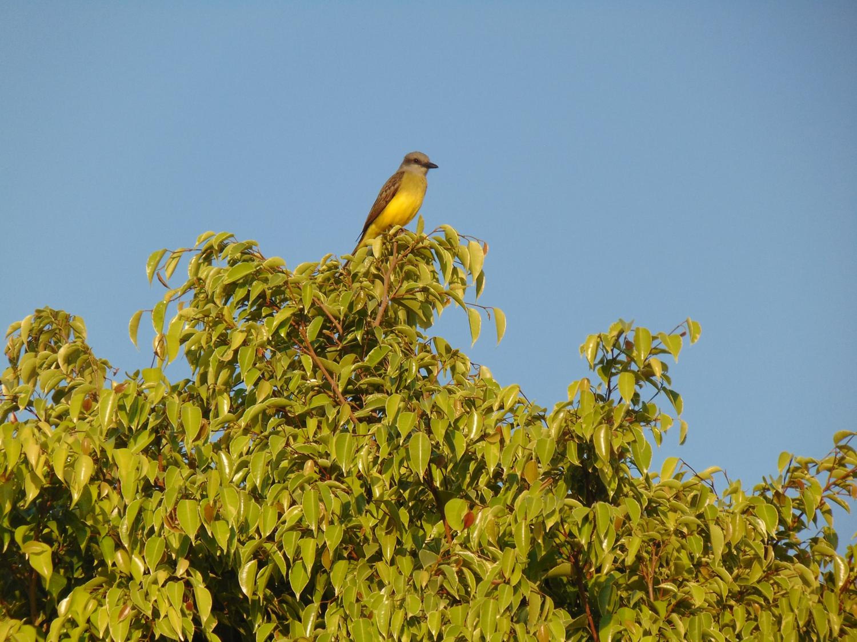 Rancho do Colega