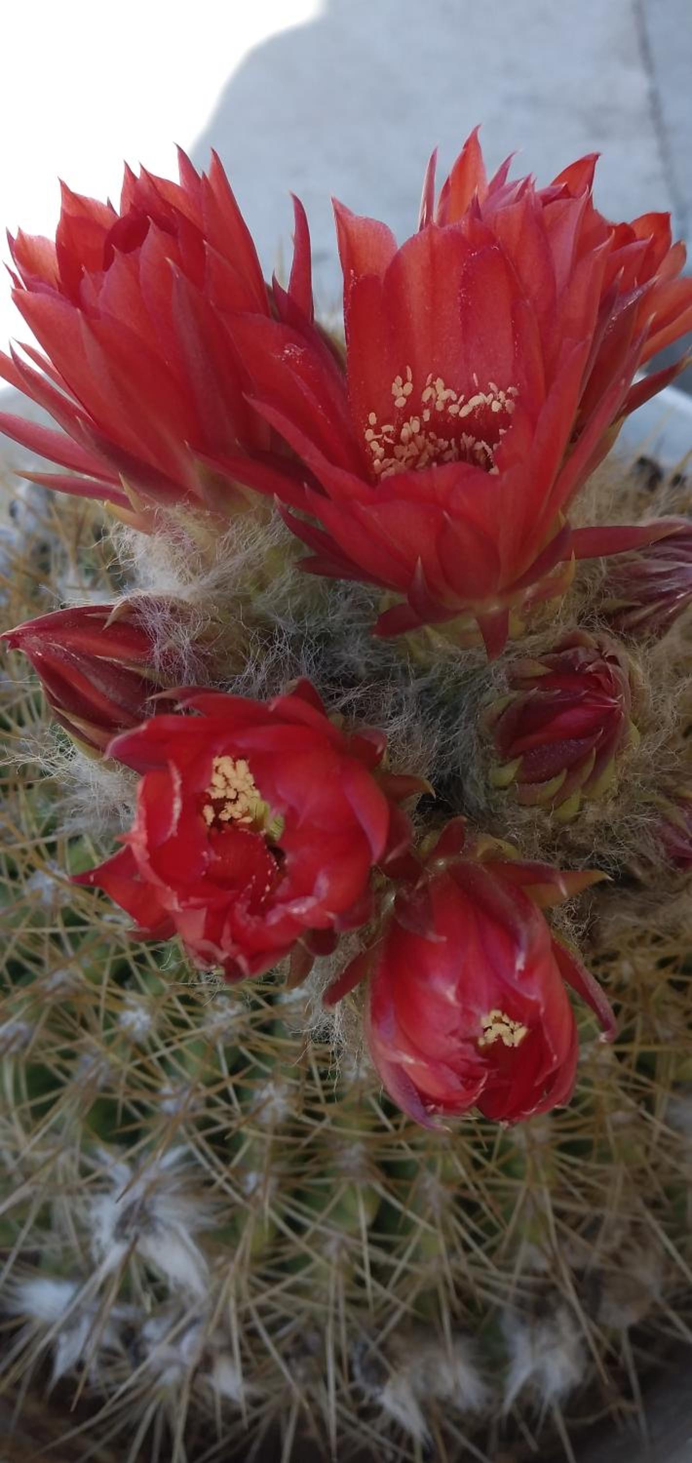 Los Cactus