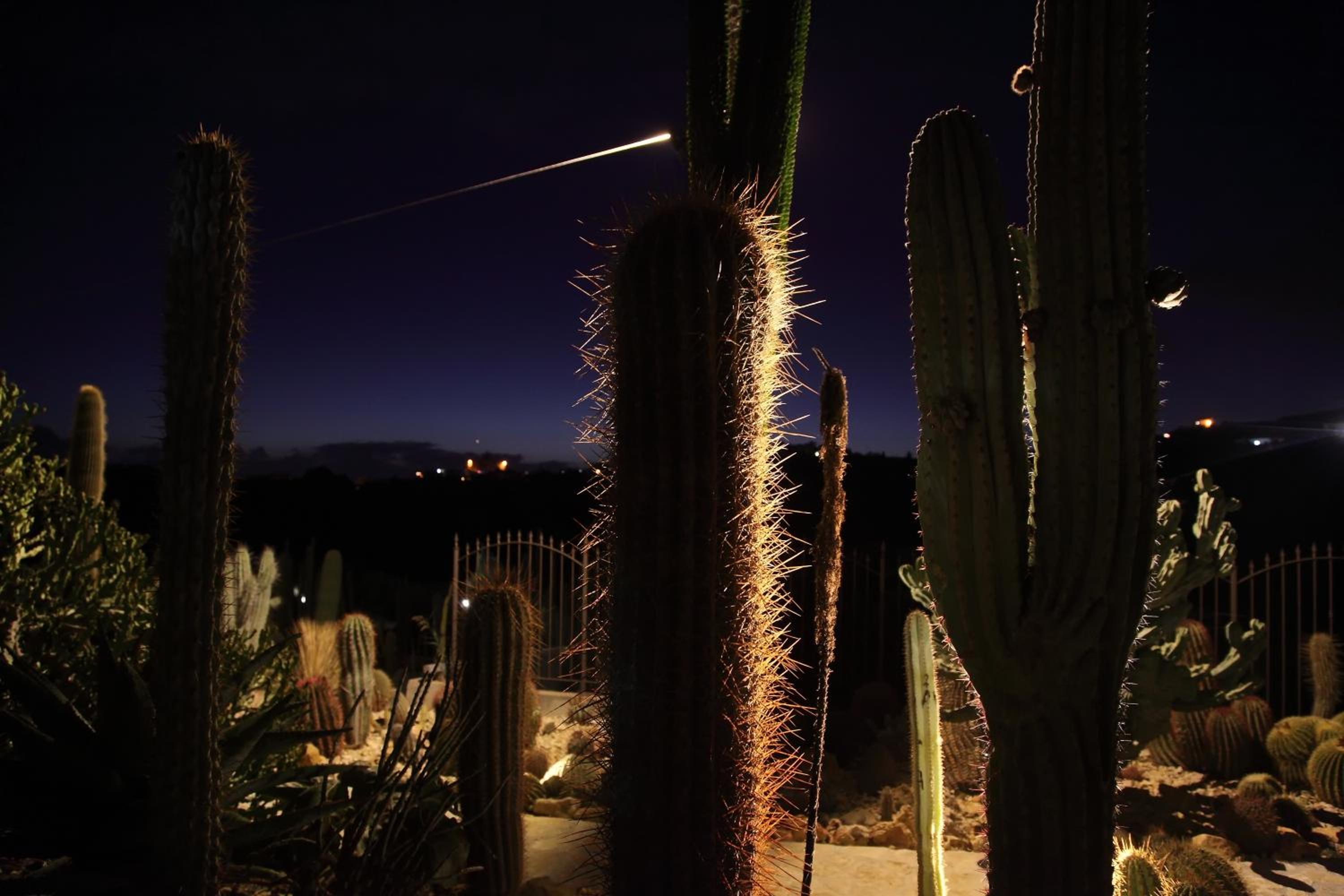 Garden Cactus