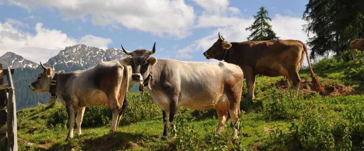Ferienwohnung Maiernhof Bauernhof Ultental