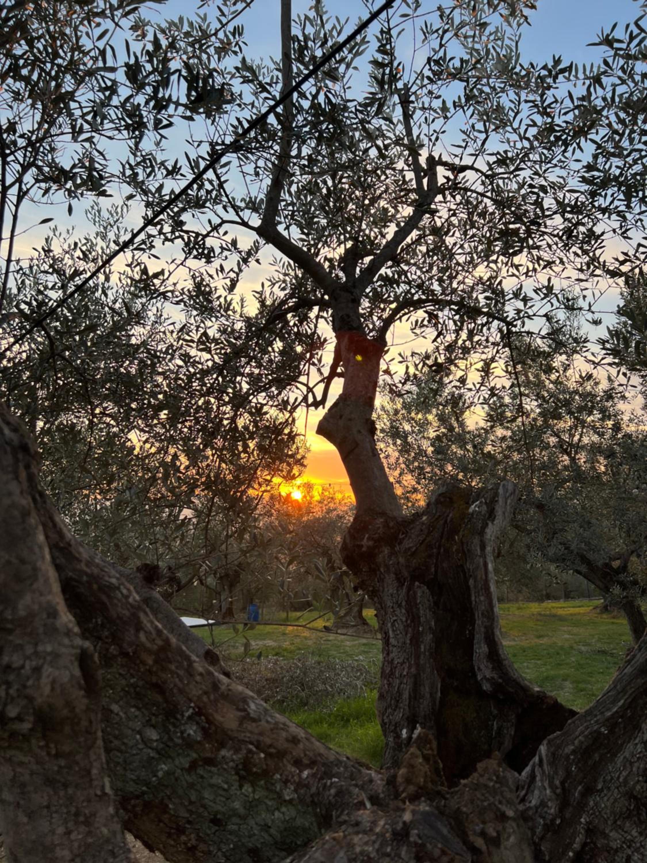 Borgo Medievale di Poggio Alla Pieve Relais, Food & Art, photo 12