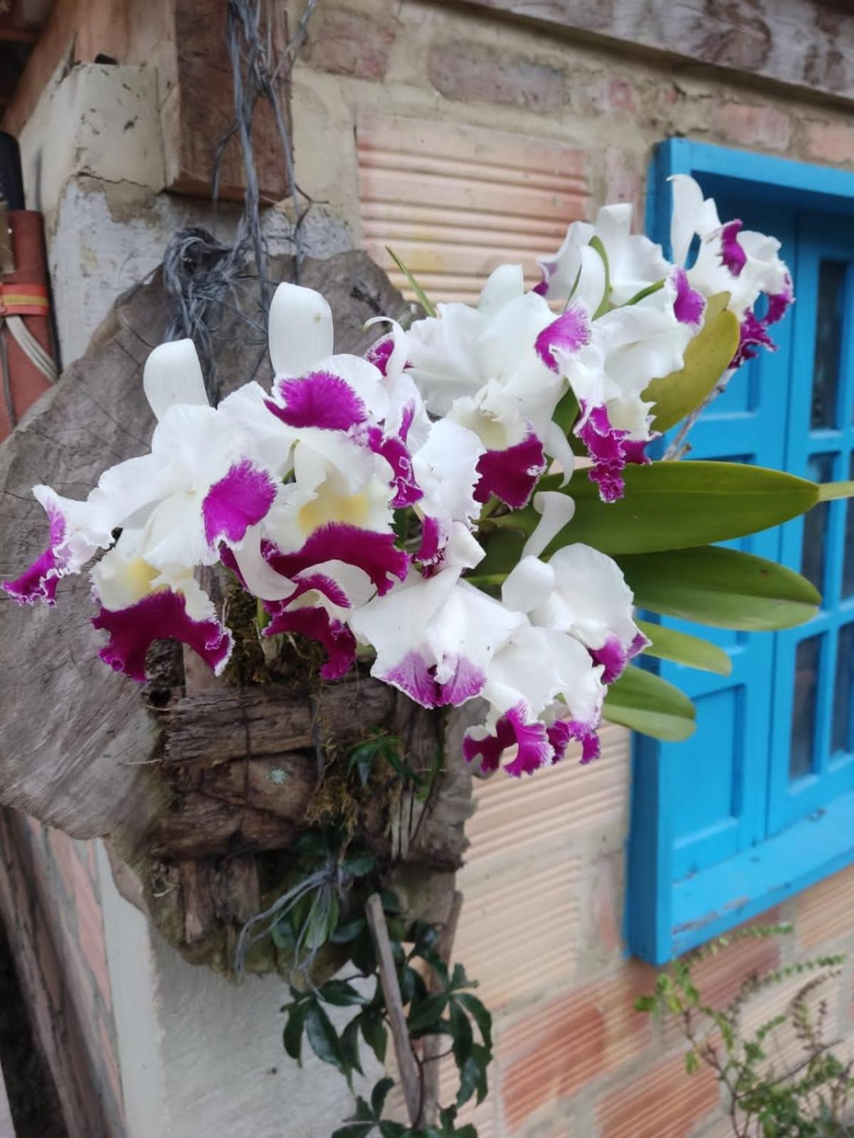 Photo 44