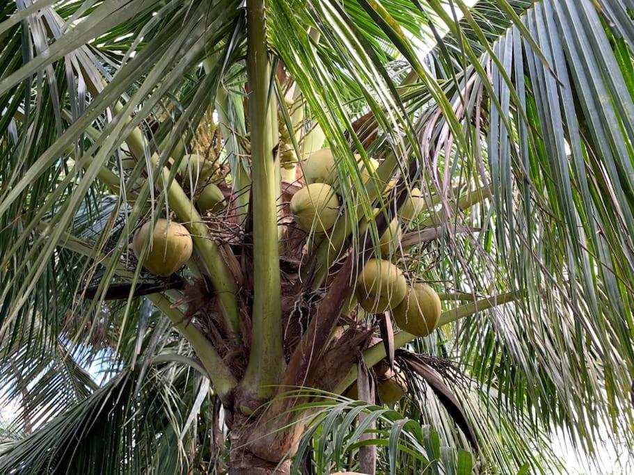 Discovery Mekong local's life - Breakfast TwoBoatTours Included for 2nights view 5
