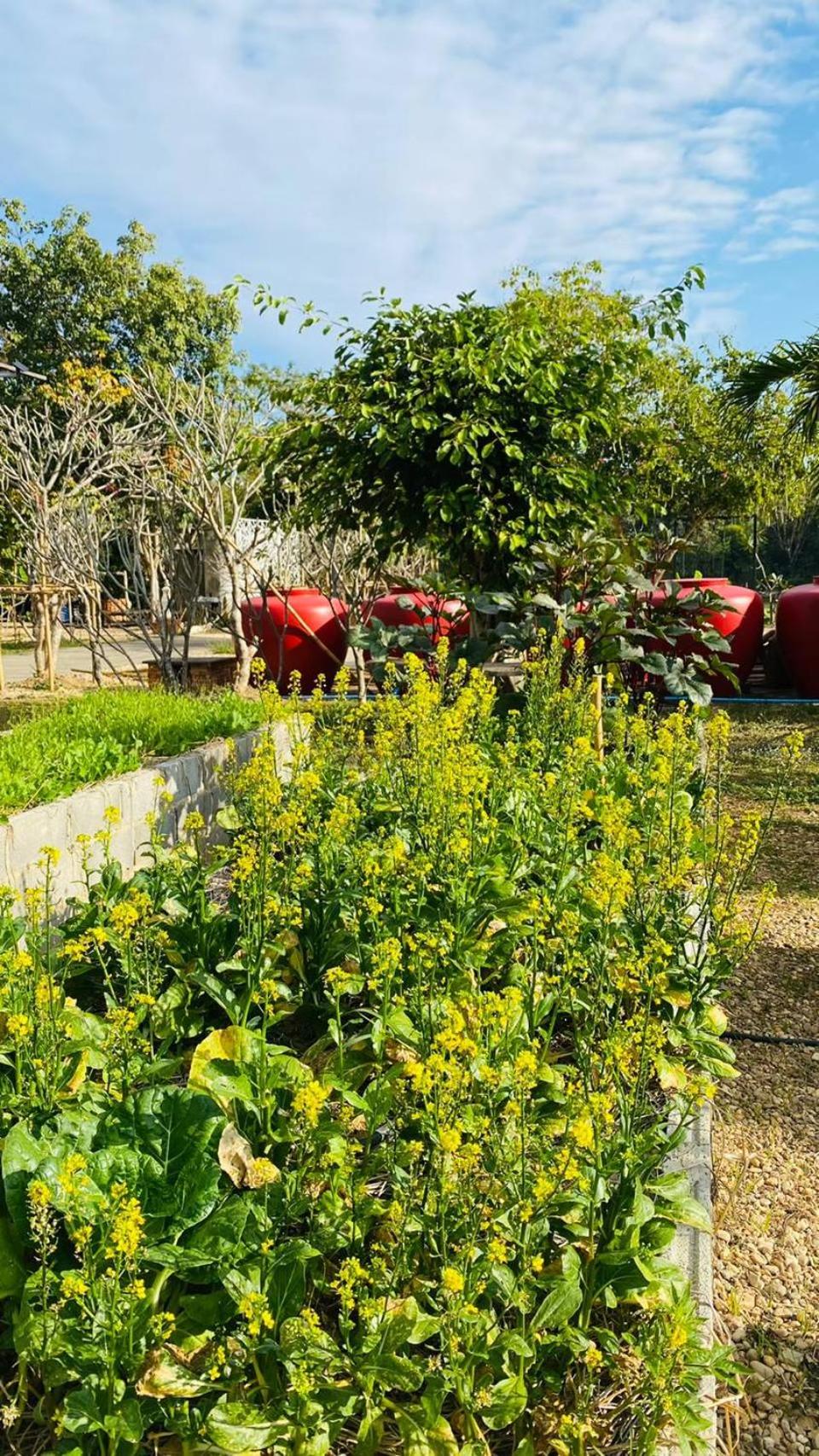 garden