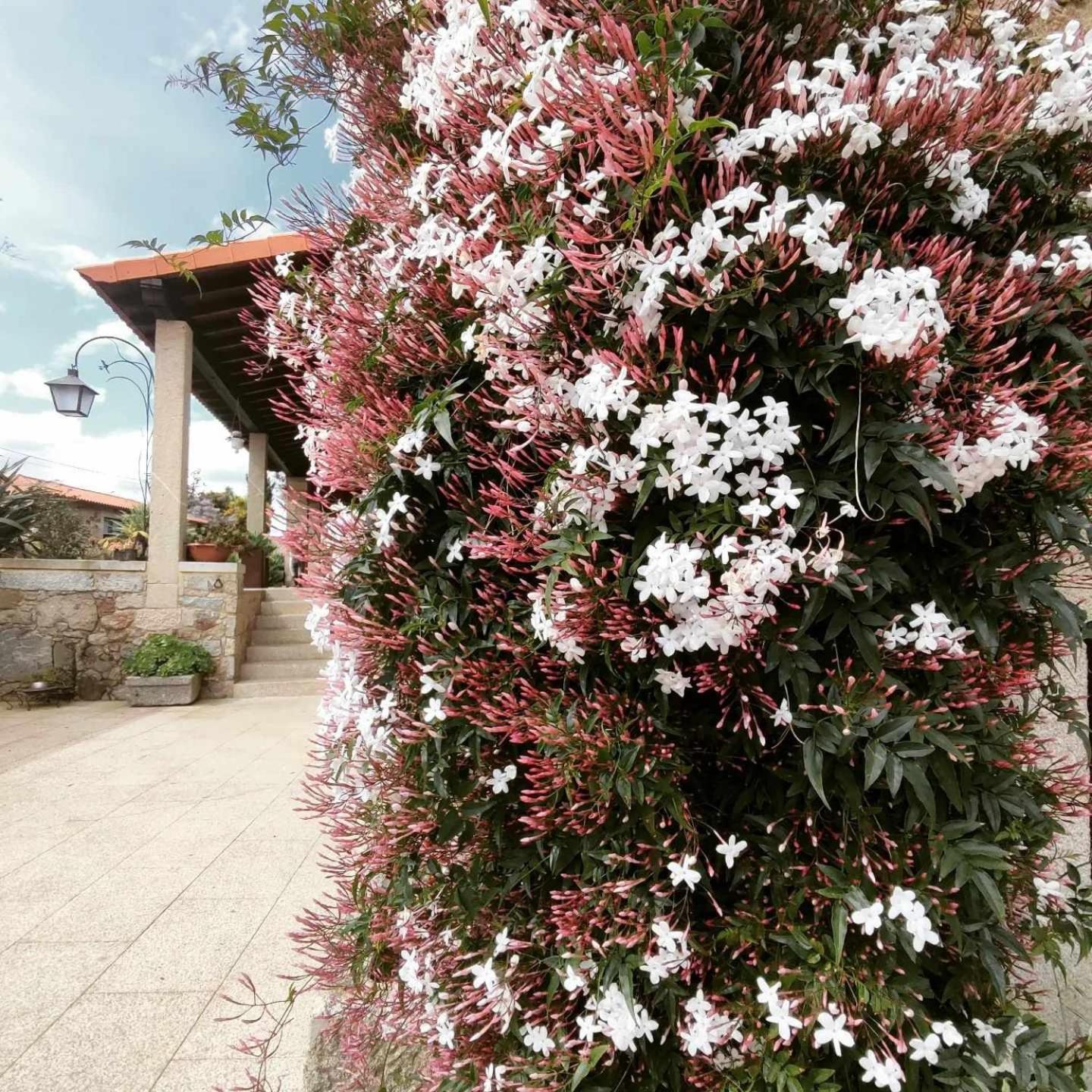 Casas Casal Do Carvalhal - Agroturismo