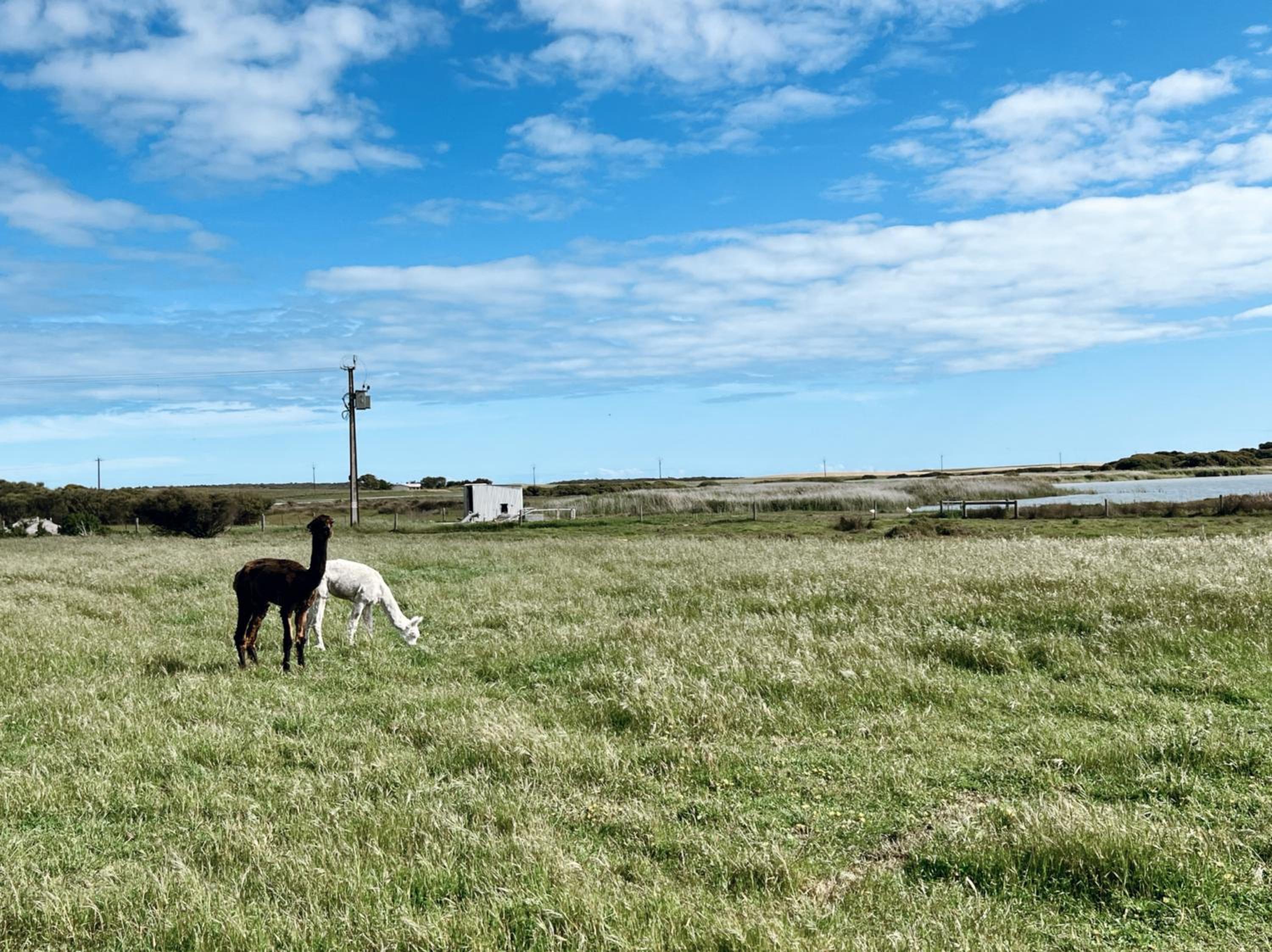 Coorong Island Retreat - Farm Stay at Pet Friendly Property