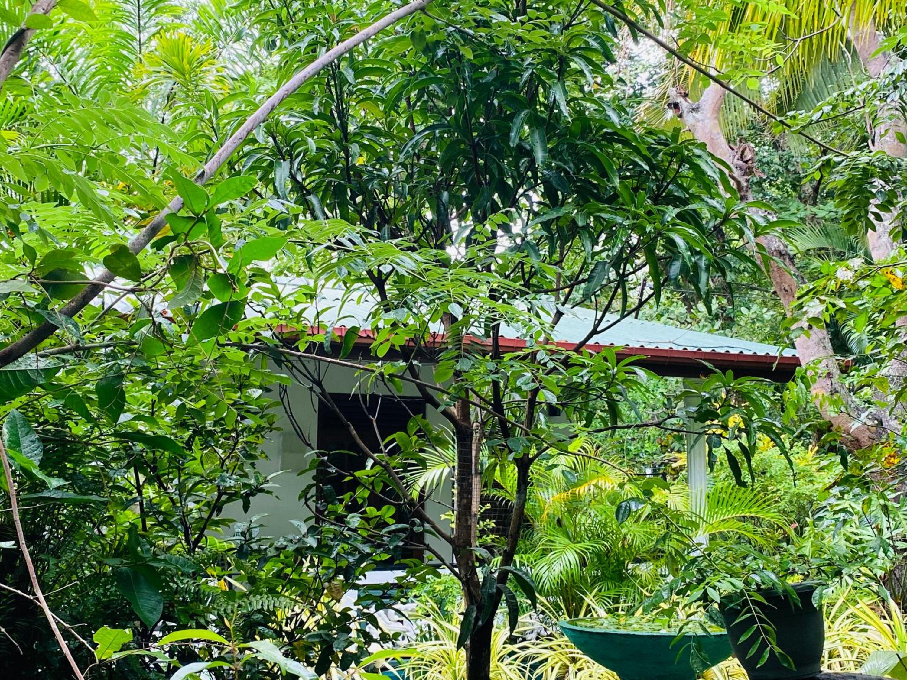 The Jungle Path Lodge view 2