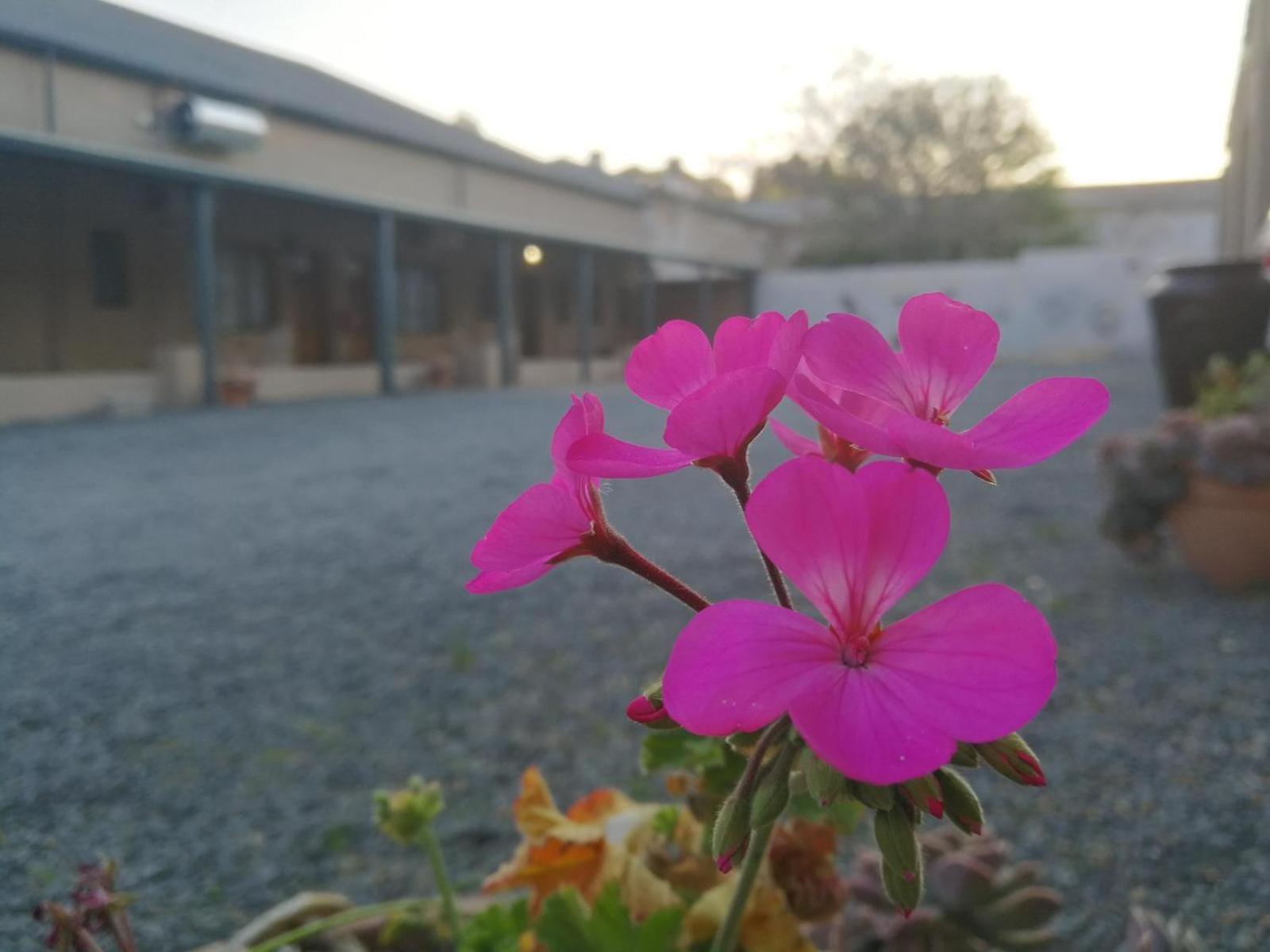 Rusgenot - Richmond, Karoo