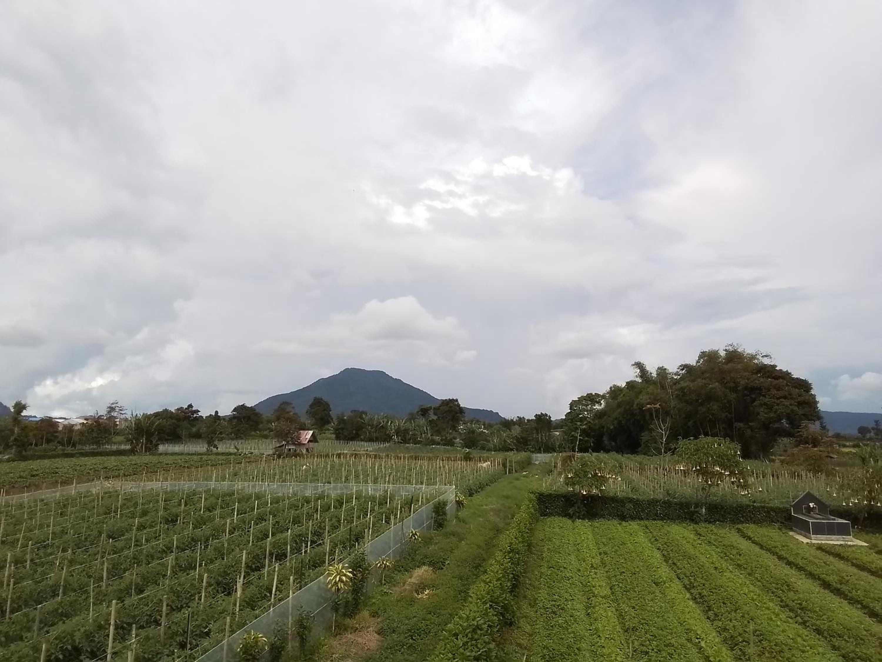 Berastagi Mountain View Homestay & Pizzeria, Berastagi - 12