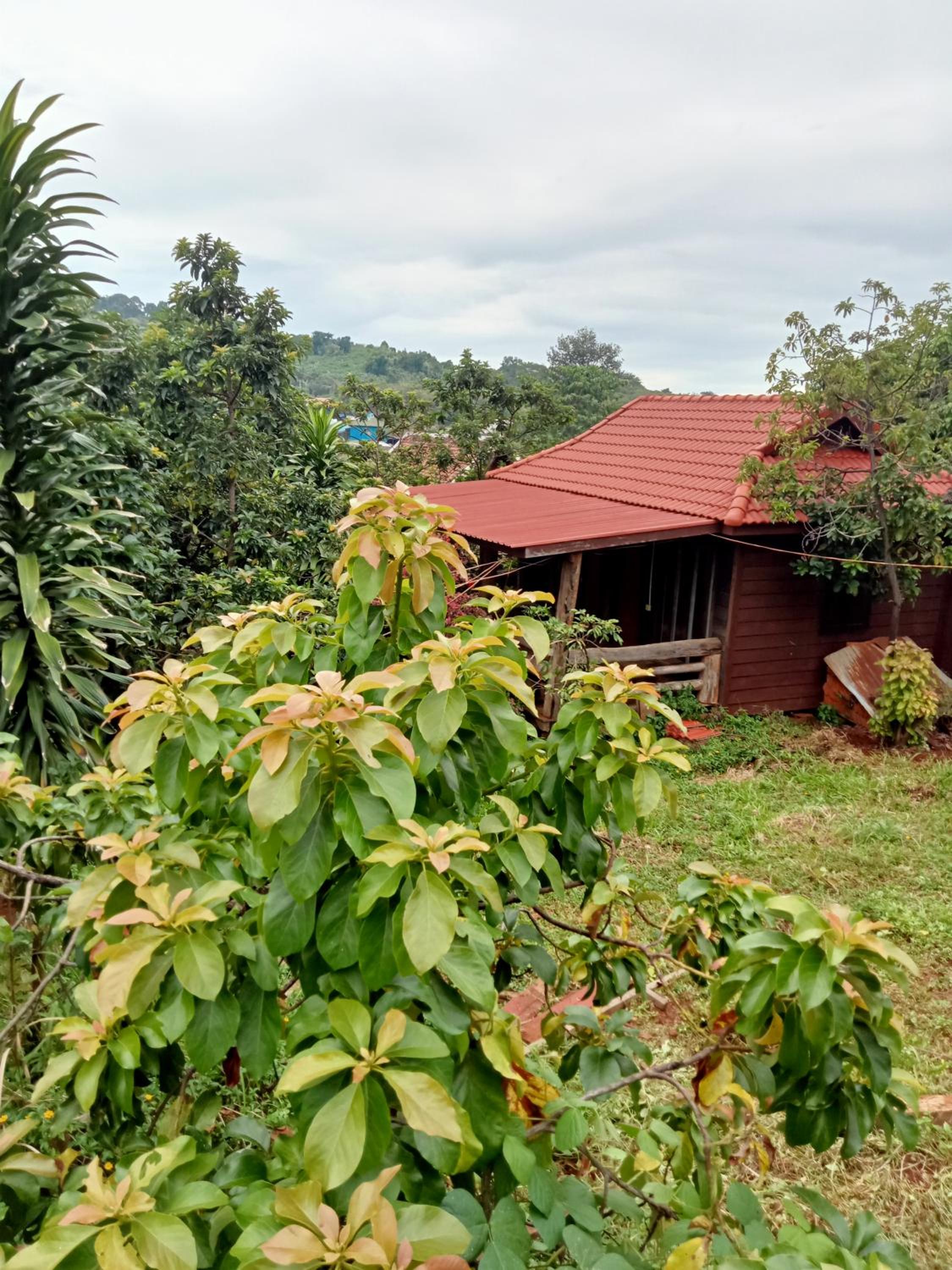 Ratanak Tep Rithea homestay view 4